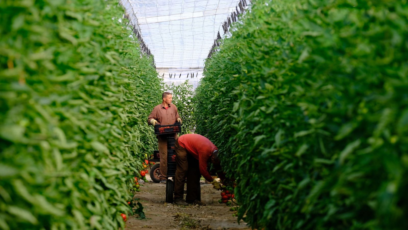Invernadero en La Cañada.