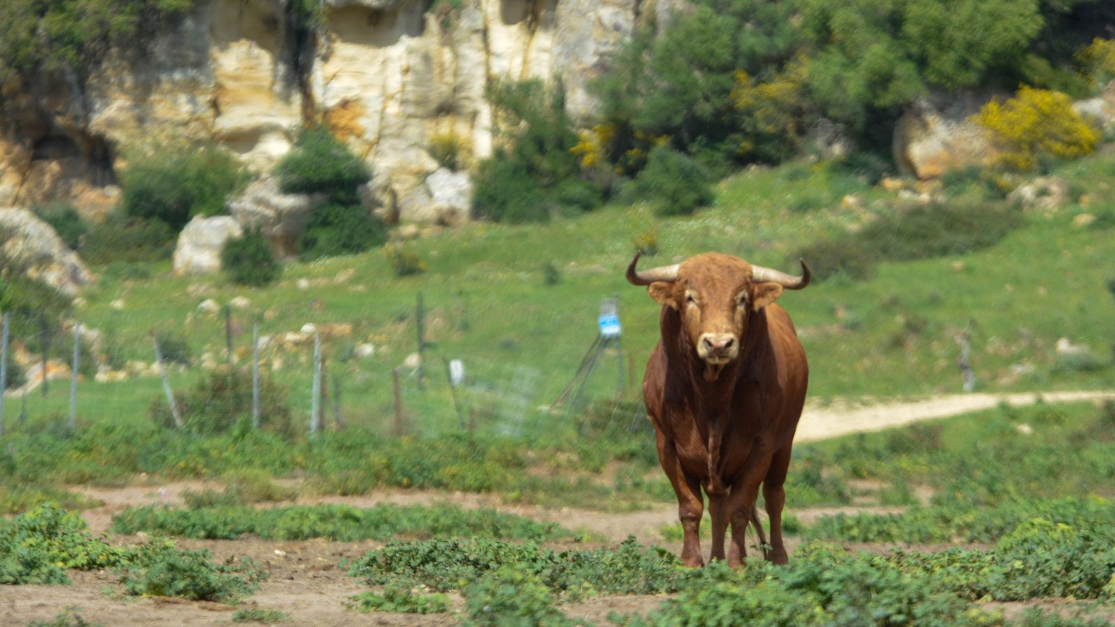 Un toro de La Palmosilla esta primavera en Tarifa