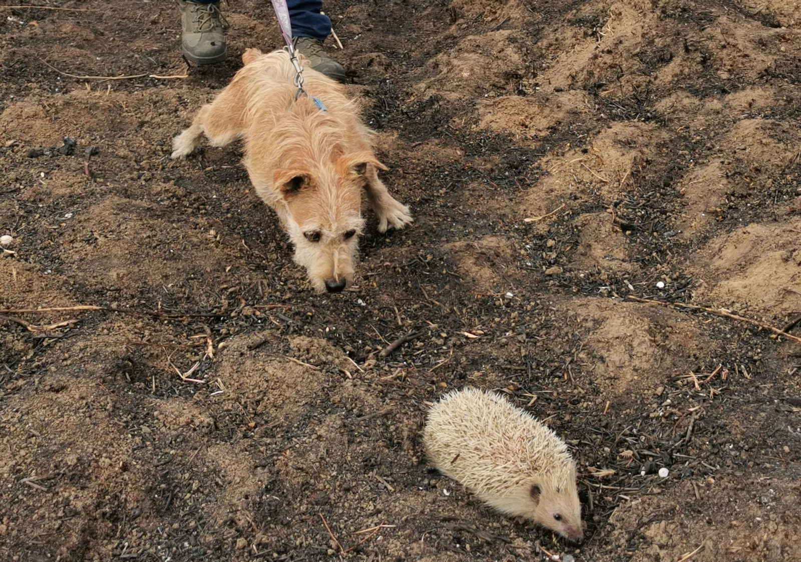 Así son los perros que salvan erizos de zonas quemadas de Huelva