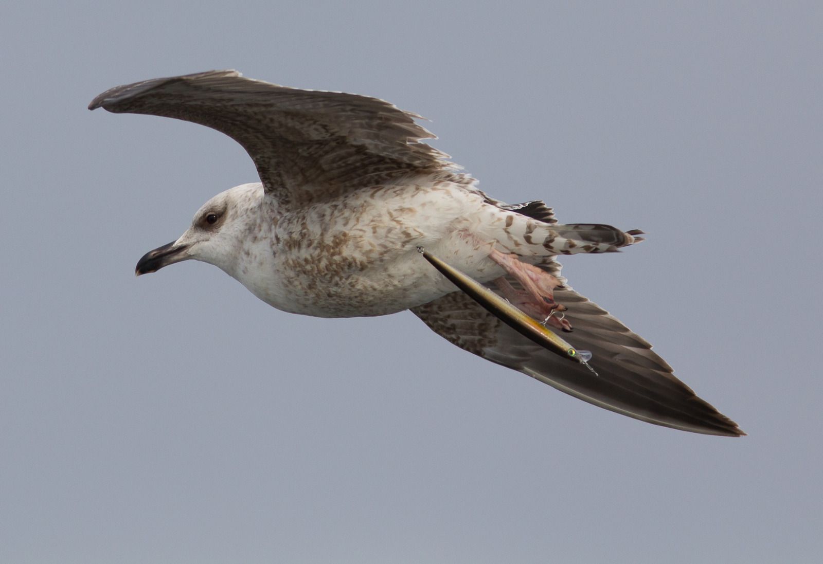 Los daños de la pesca recreativa irresponsable en las aves marinas, en fotos