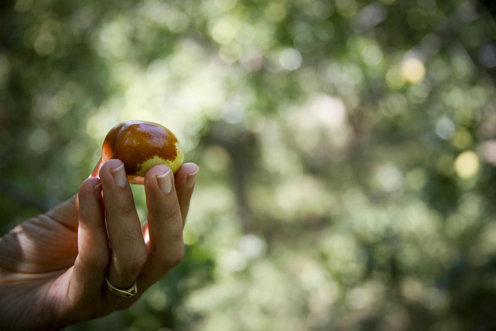 Imágenes del cultivo de azufaifas en Abrucena