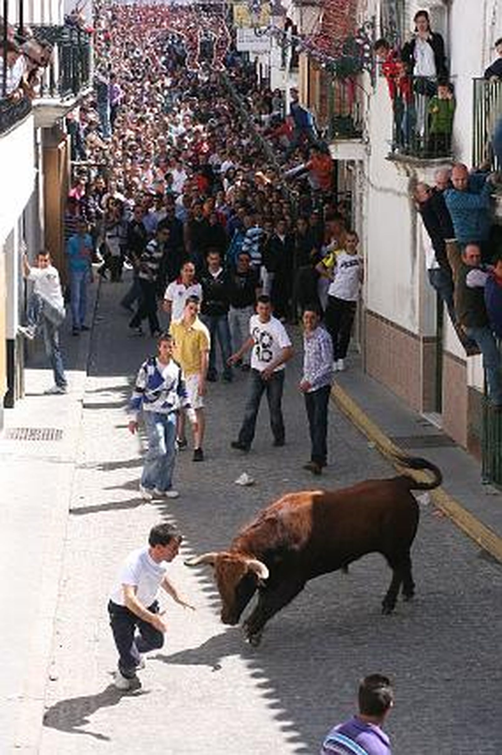 El toro embolao de Vejer, todo un éxito de público. 

Foto: Manuel Aragon Pina