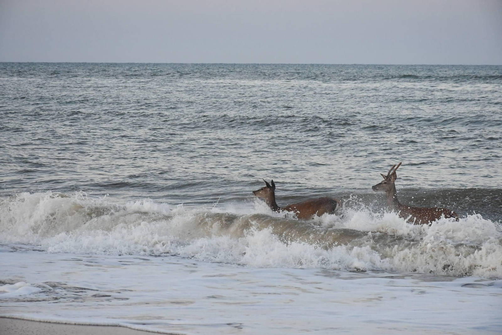 Las espectáculares imágenes de unos ciervos bañándose en la playa de Los Palos, en el Parque Nacional de Doñana