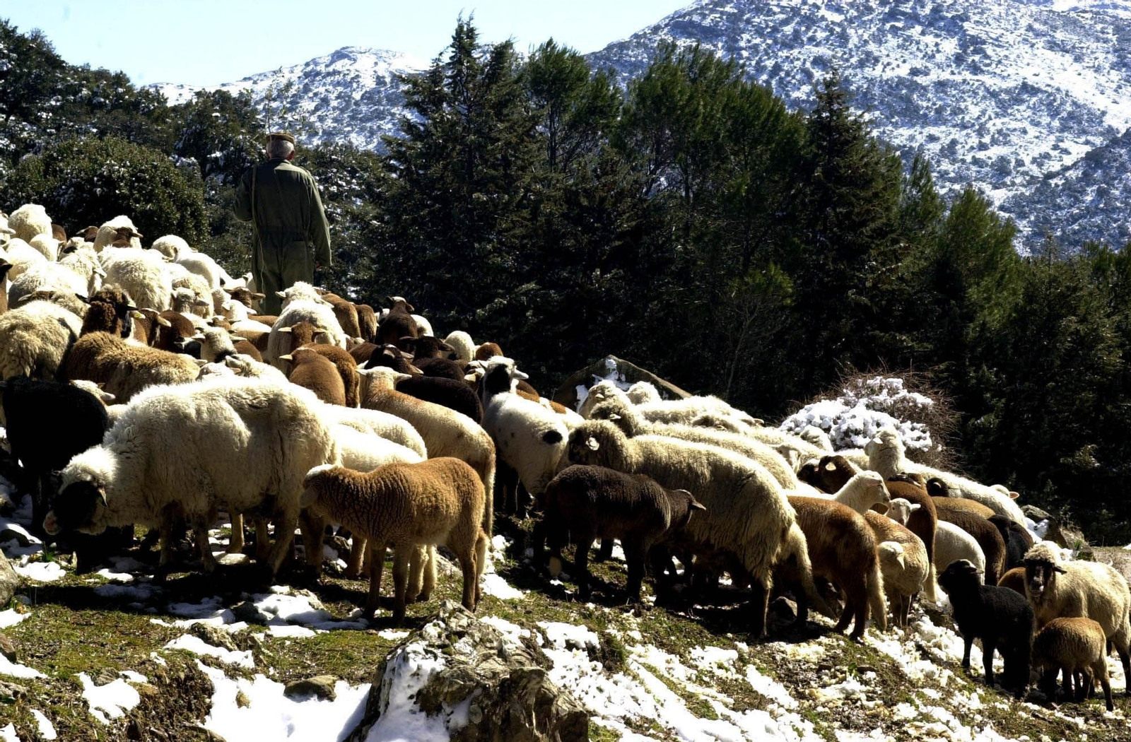 Un pastor de Villaluenga del Rosario en plena faena en las estribaciones de la Sierra de Grazalema.