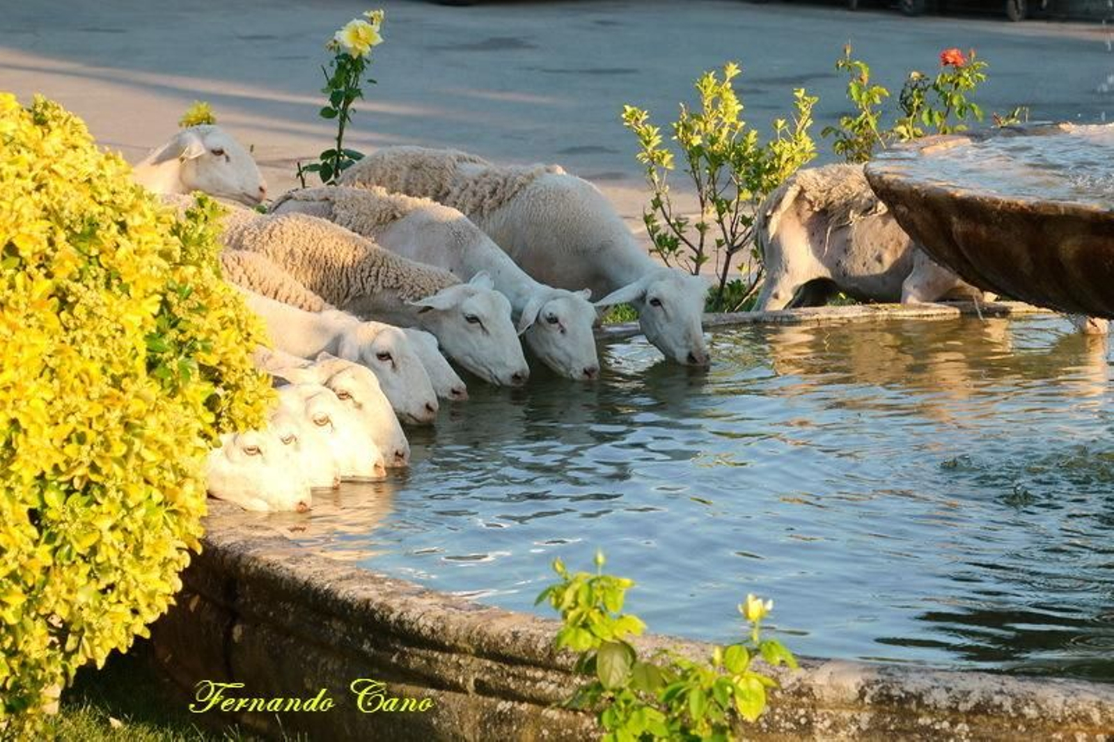 Las reses del ganadero Pablo Espinar hacen la trashumancia a su paso por Mogón.