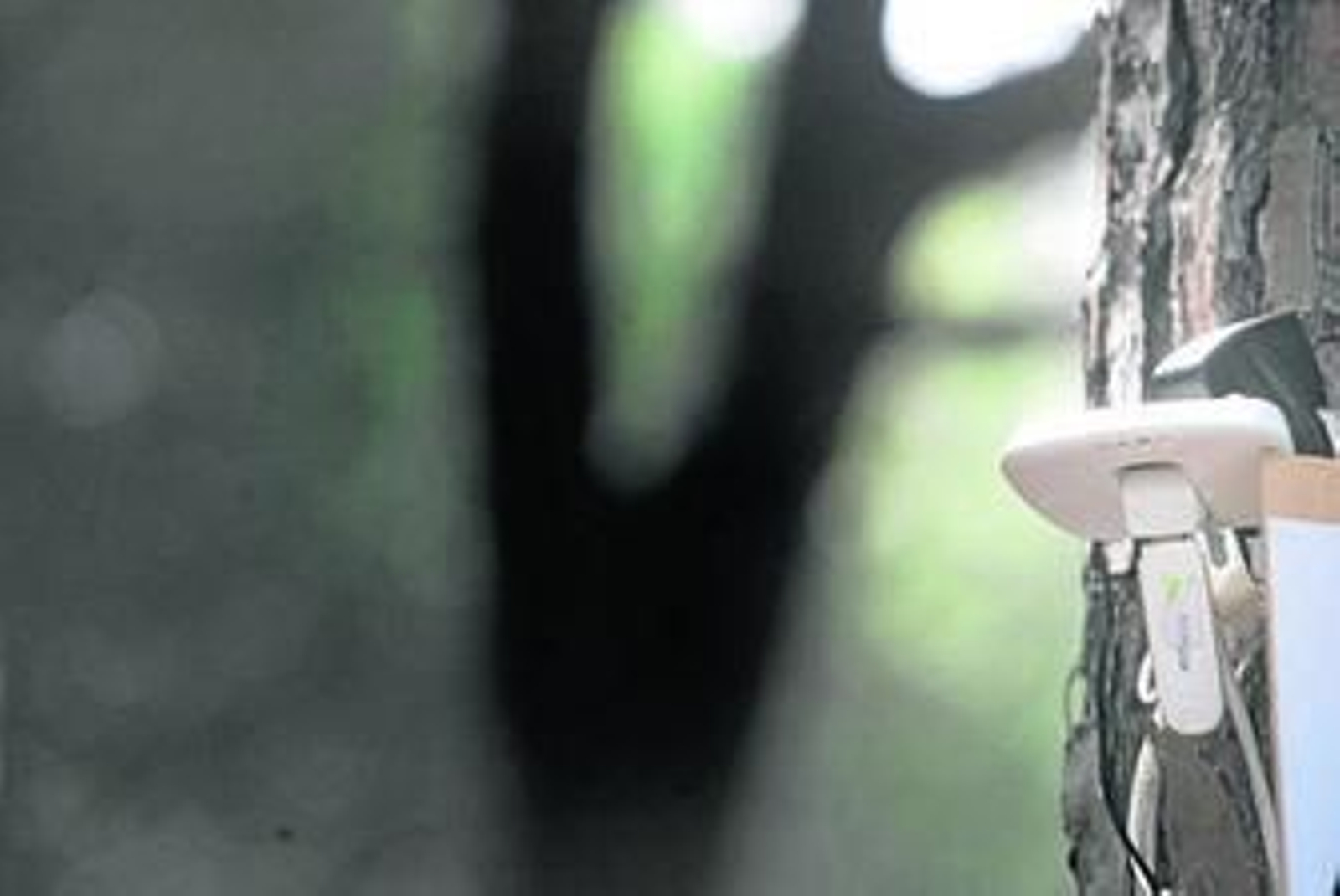 Un 'router' en el árbol