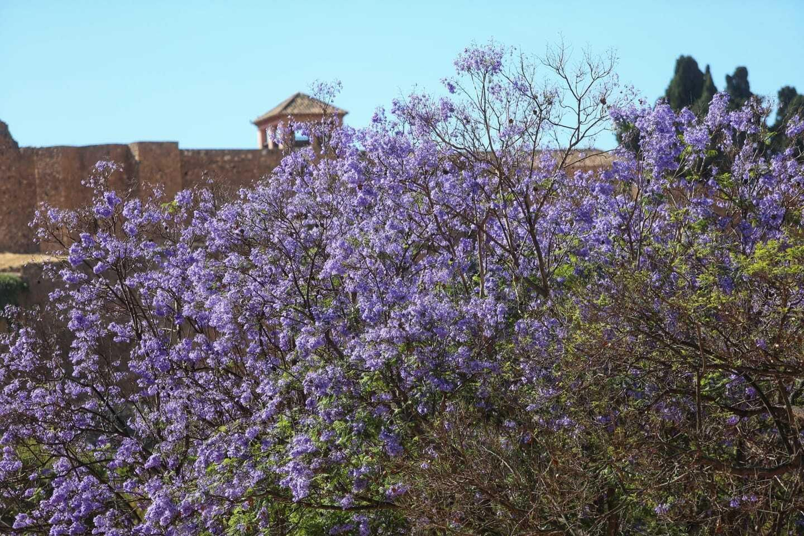 Jacaranda Jacaranda