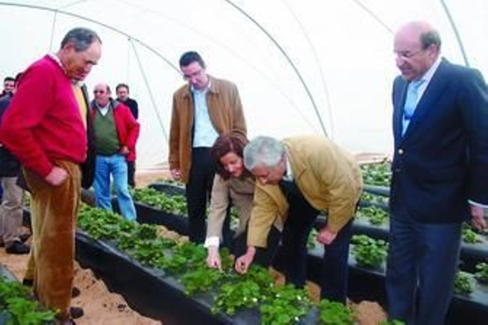 Javier Arenas observa una plantación de fresas, ayer.