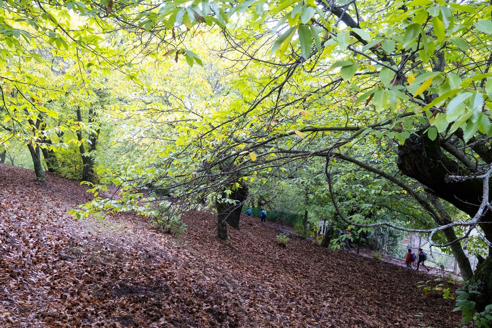 El Bosque de Cobre del Valle del Genal, en fotos