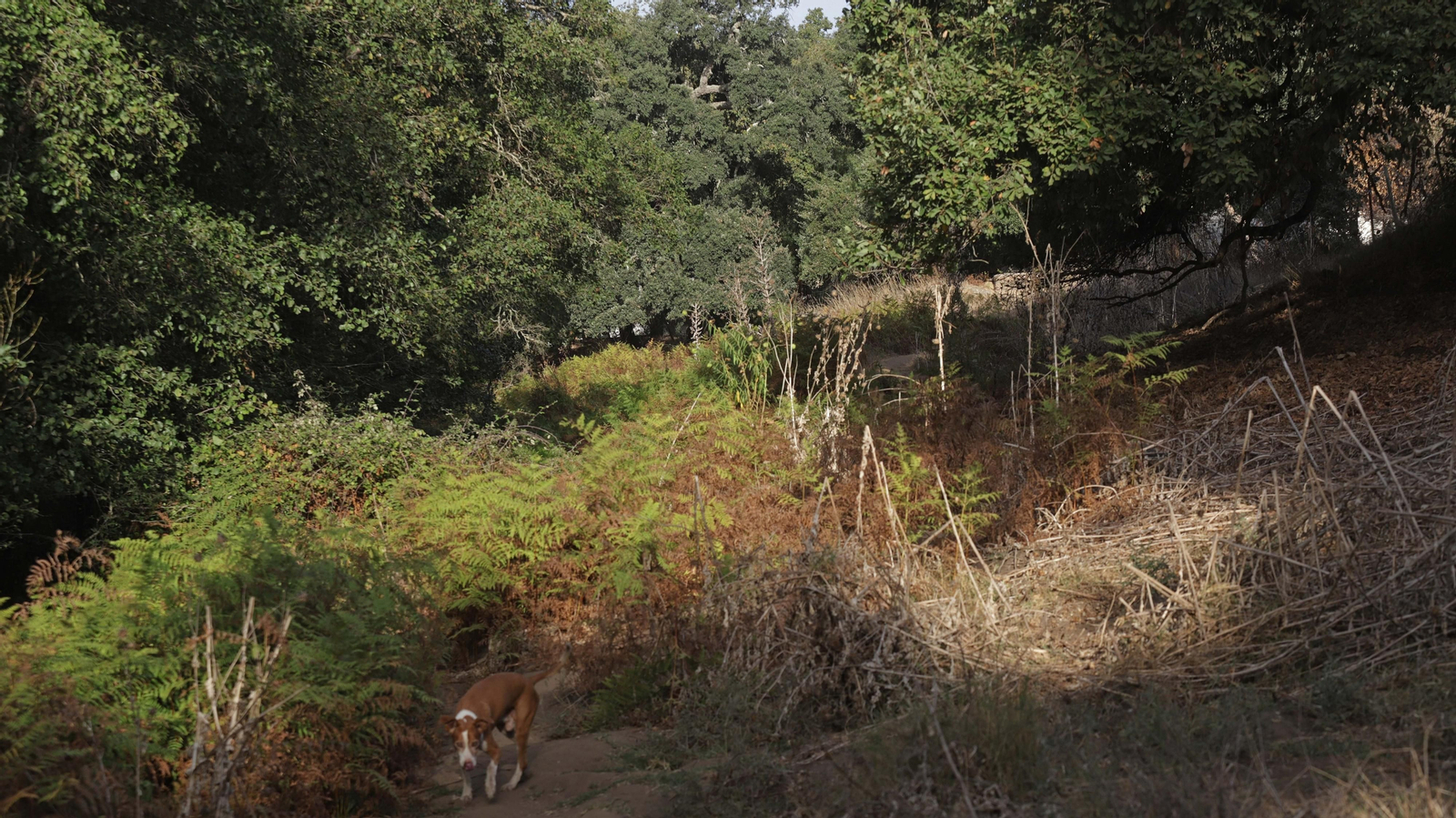 Fotos del sendero de la mariposa monarca en Castellar