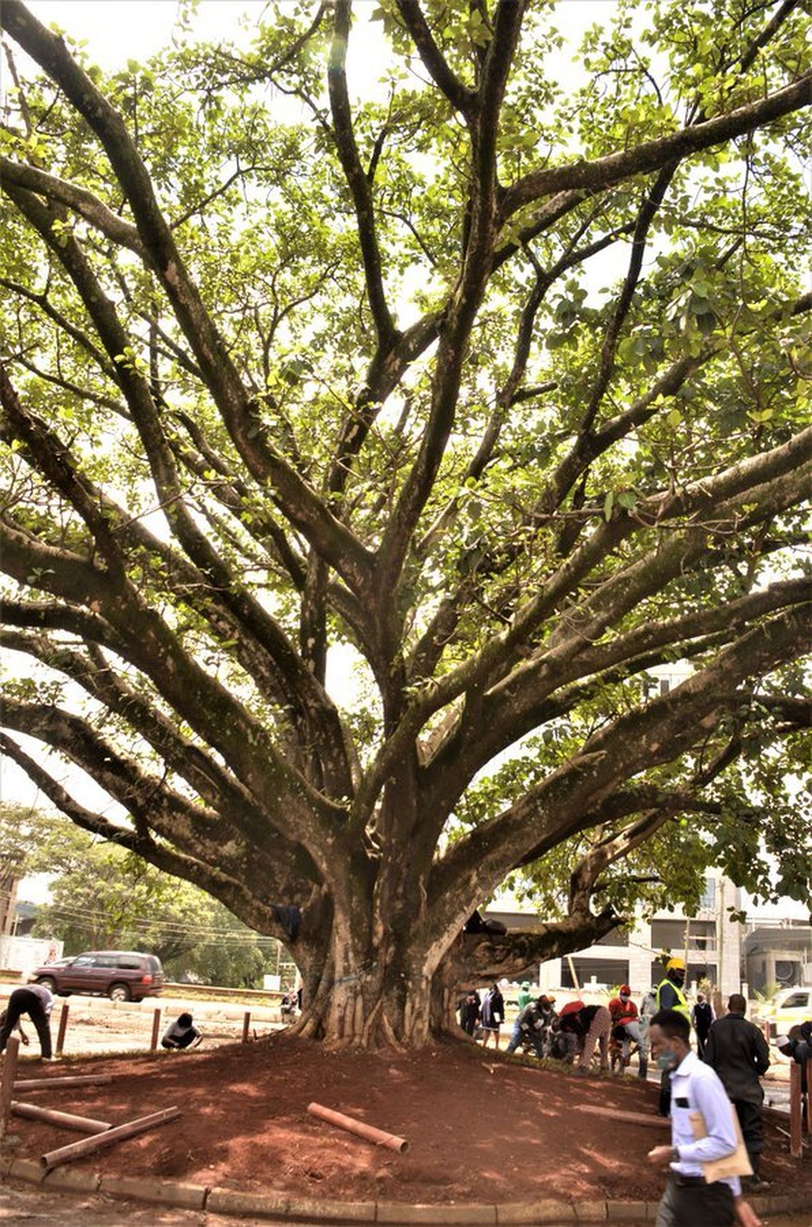 El árbol centenario