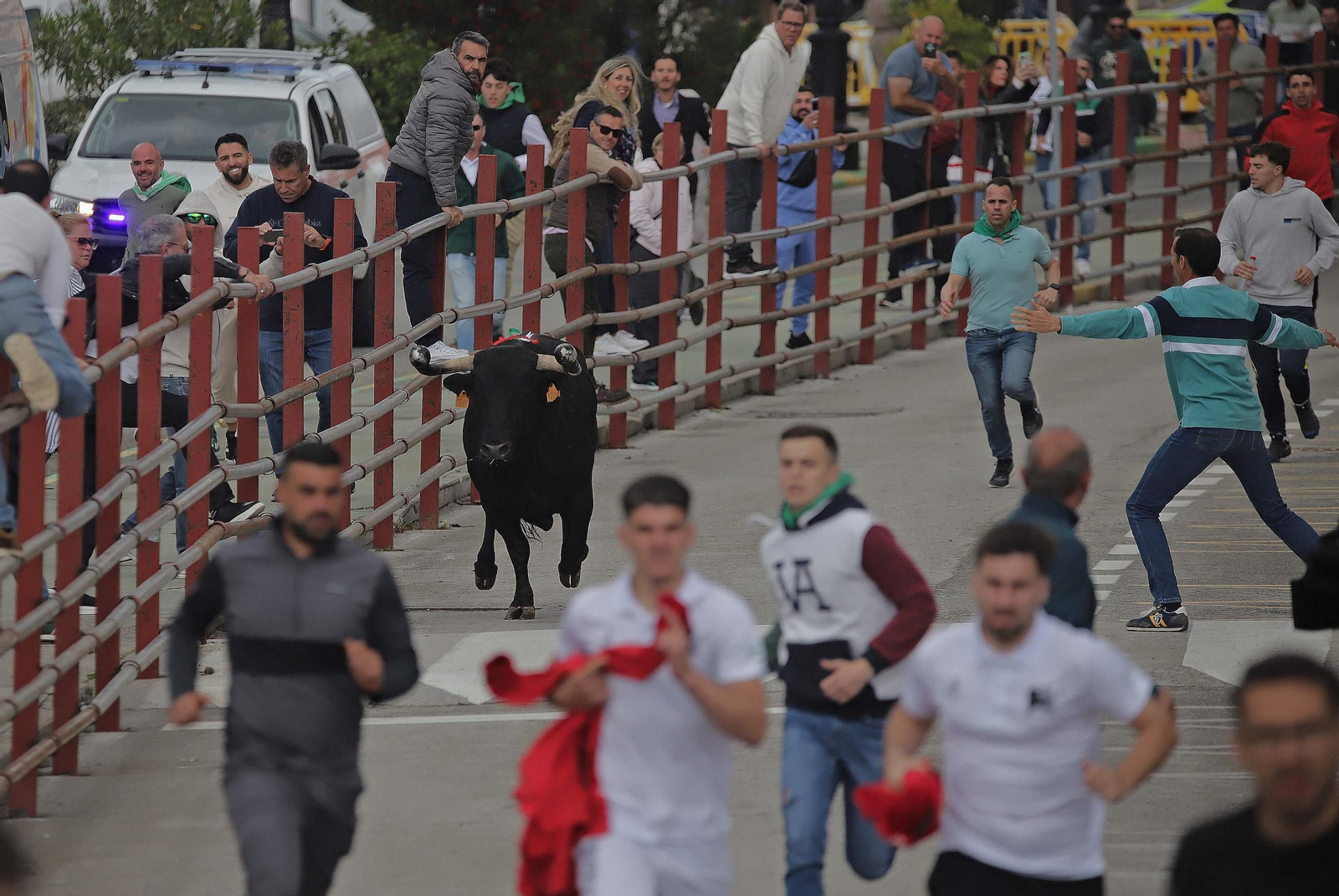 Fotos de los encierros del domingo del Toro Embolao en Los Barrios
