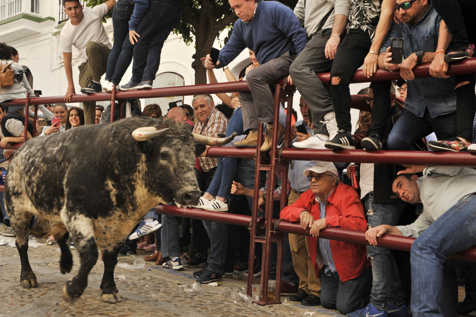 Imágenes del Toro del Aleluya en Arcos