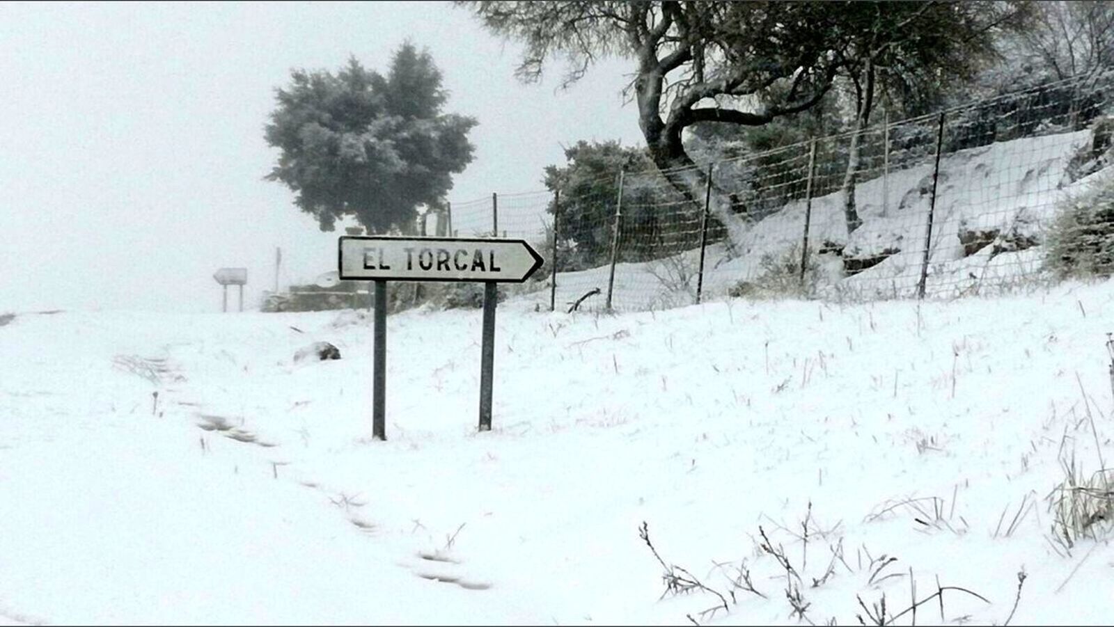 La nevada en el interior de Málaga, en imágenes
