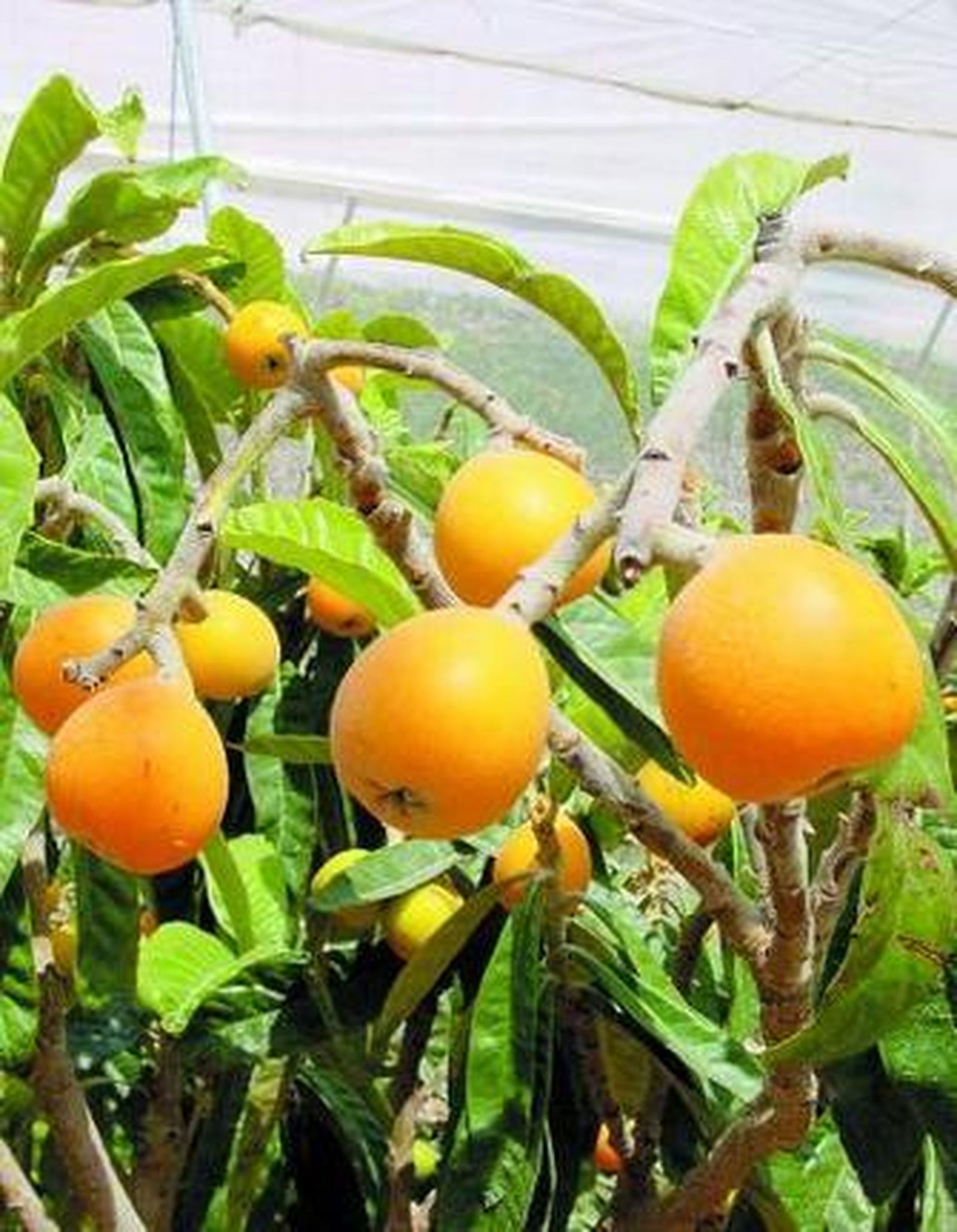 Níspero japonés en Las Palmerillas (foto cedida por Fundación Cajamar).