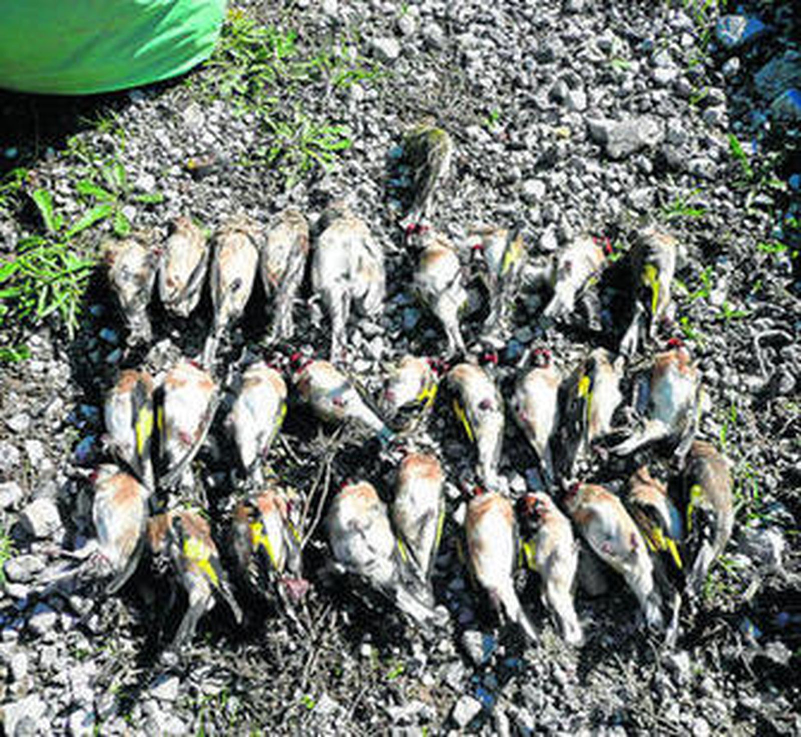 Imagen de los jilgueros localizados muertos en Tarifa.