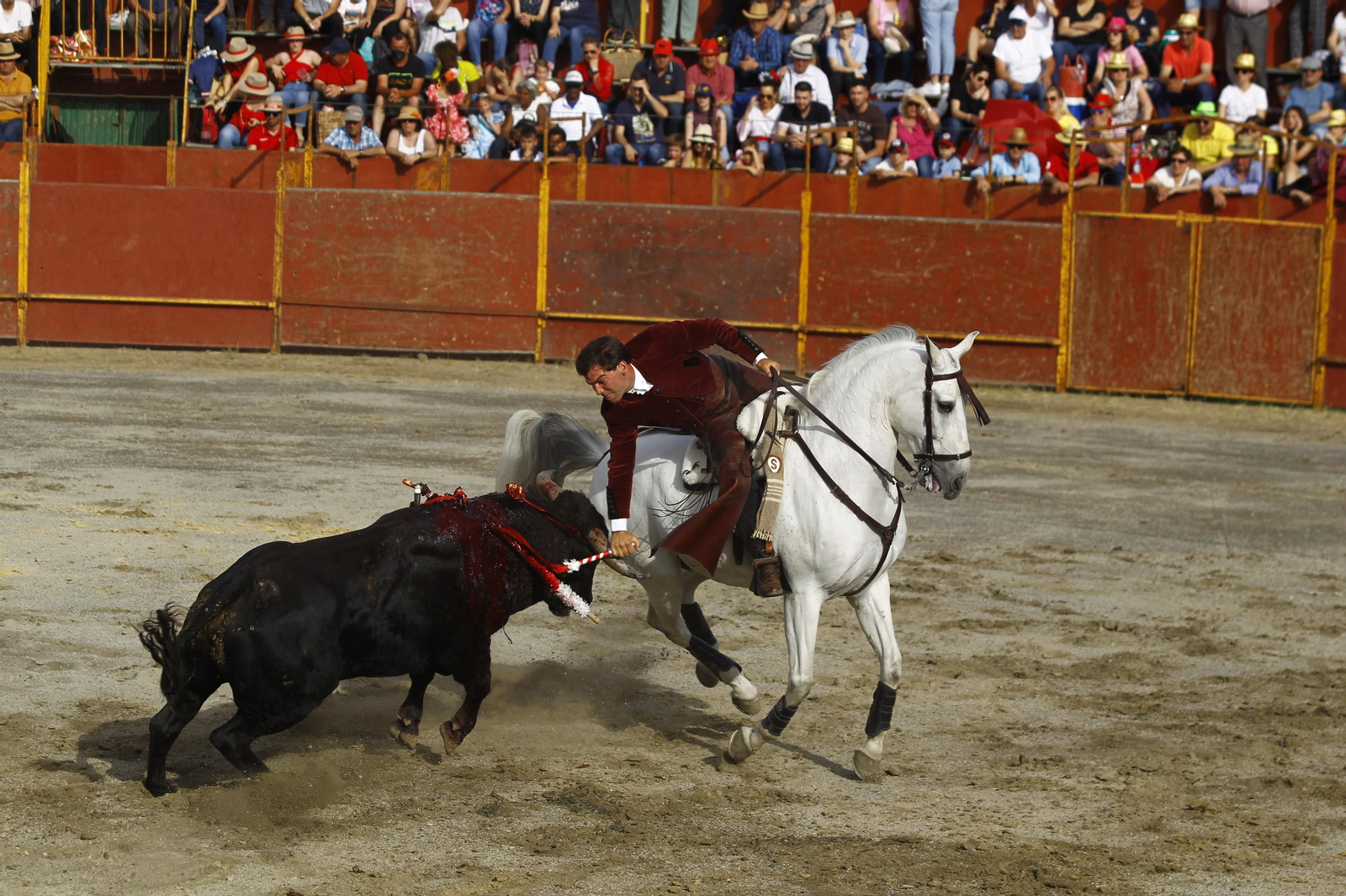 Imágenes de la corrida de toros en las Fiestas de Abrucena.