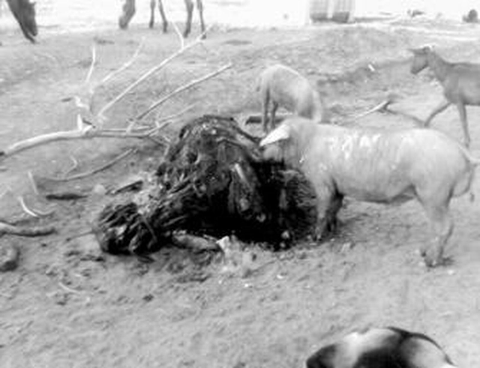 Uno de los cerdos sacrificados se come a un caballo que llevaba muerto meses.
