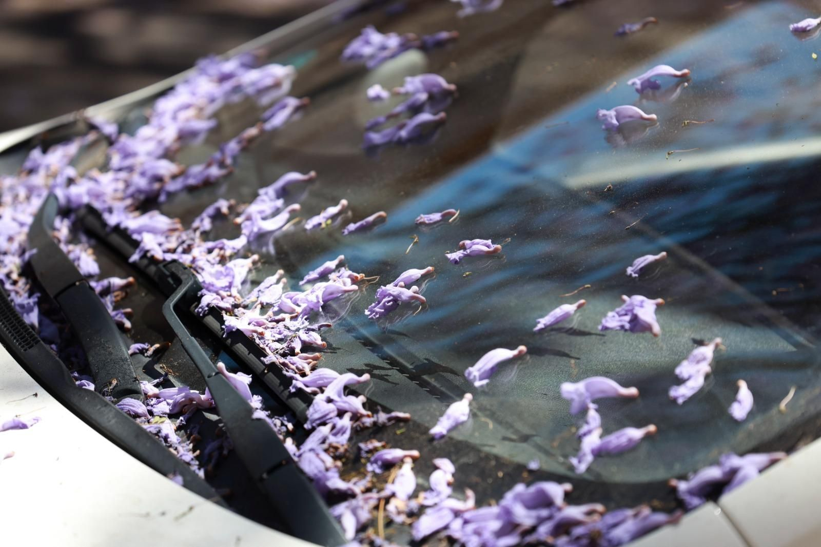 La Jacaranda viste Málaga de color violeta, en imágenes