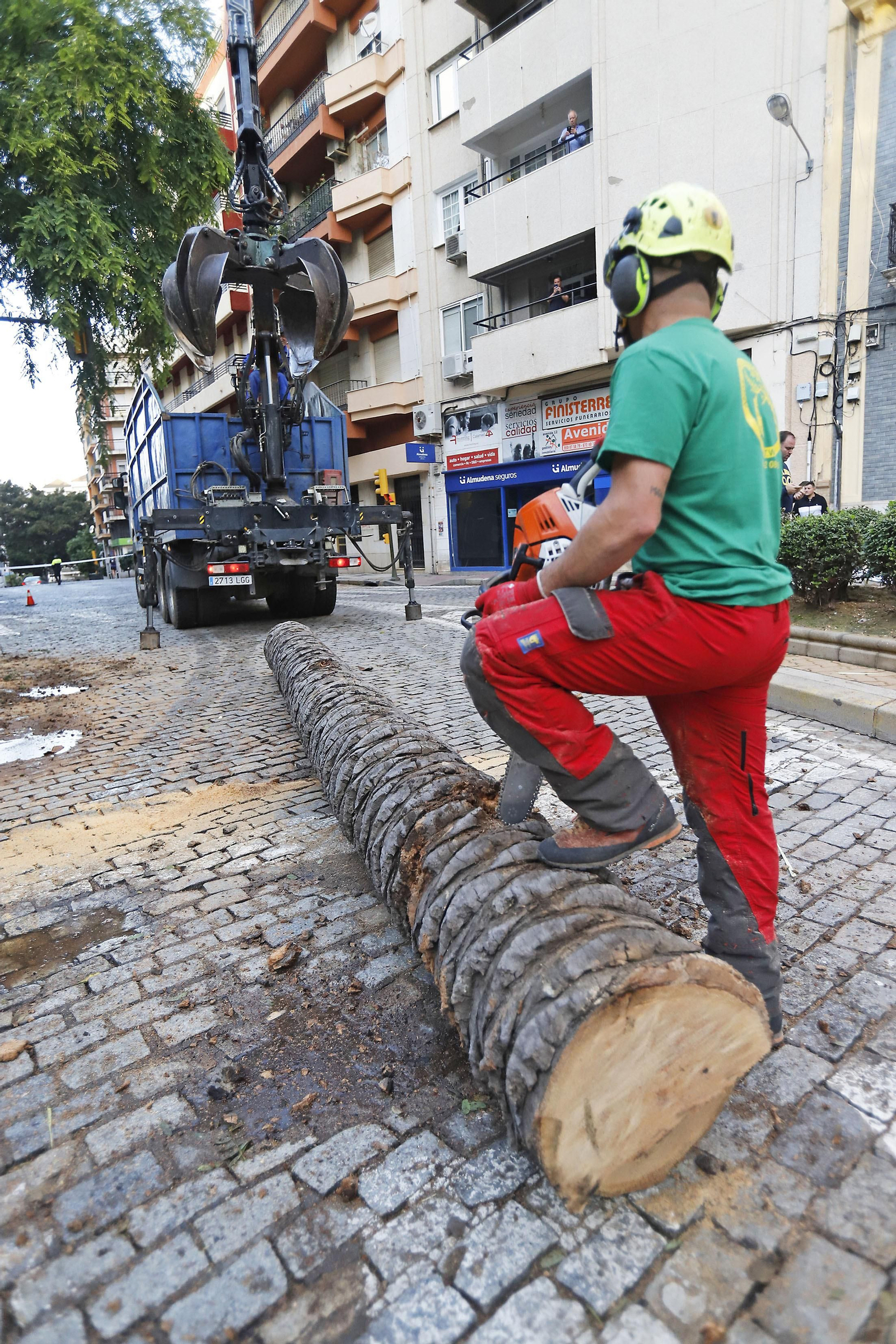 Imágenes de la tala de la emblemática Palmera de Huelva