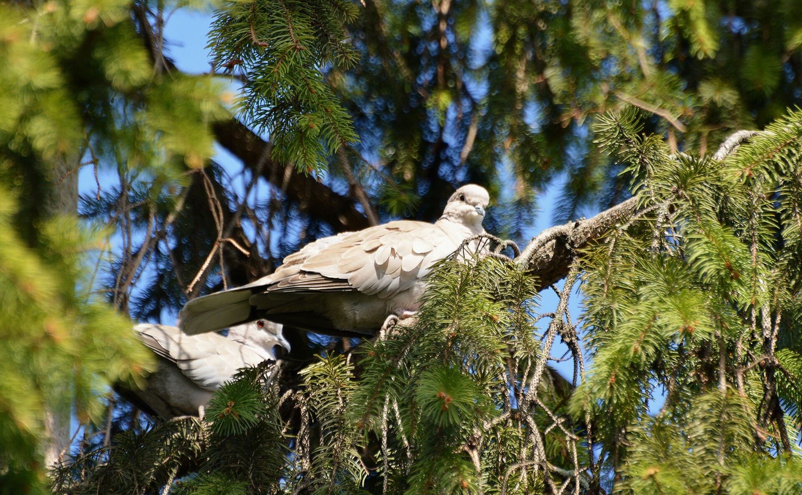 Una tórtola europea en un abeto