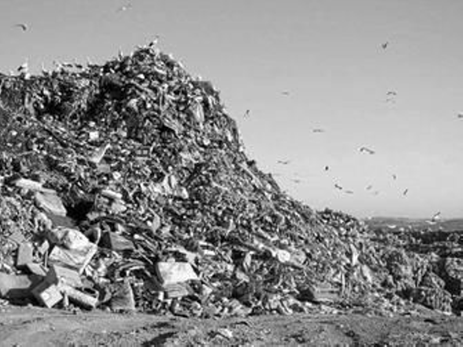 Imagen de la masiva población de gaviotas en el vertedero de Los Barrios.