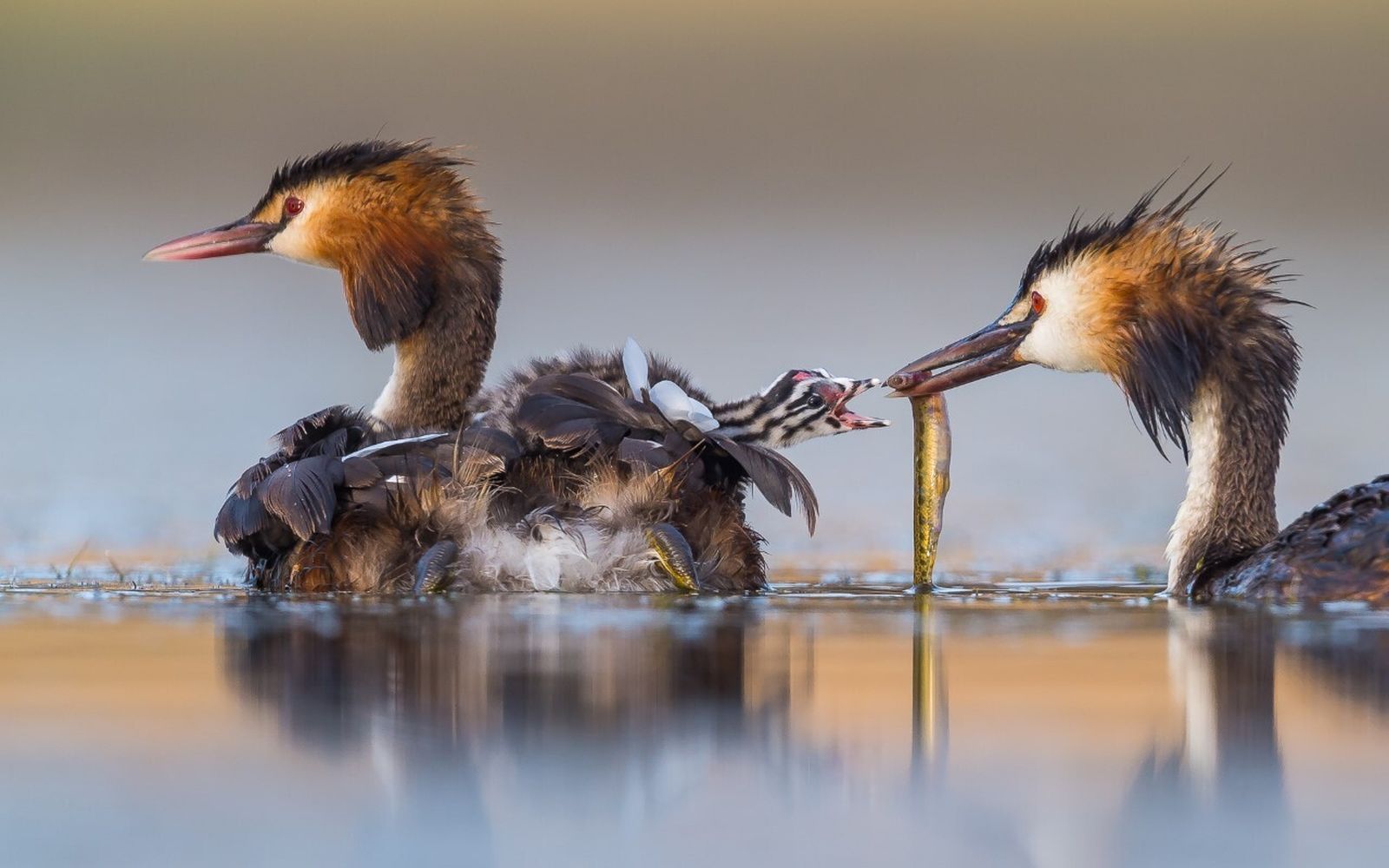 La fotografía del gaditano José Luis Ruiz Jiménez, titulada ‘Gran amanecer con cresta’, que ganó en la categoría ‘Comportamiento de las aves’.