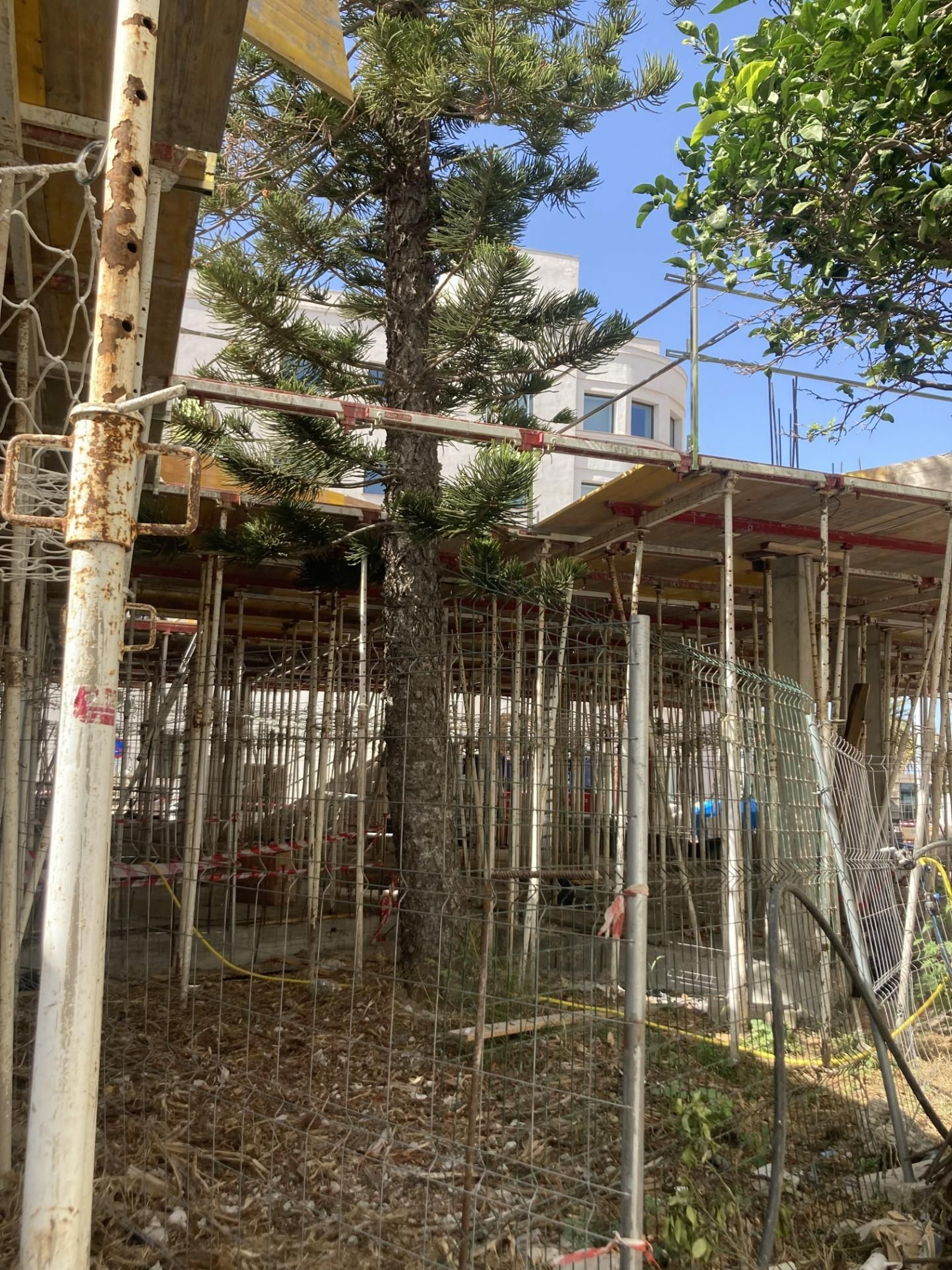 La araucaria, completamente encarcelada por los andamios y la futura construcción. La araucaria, completamente encarcelada por los andamios y la futura construcción.