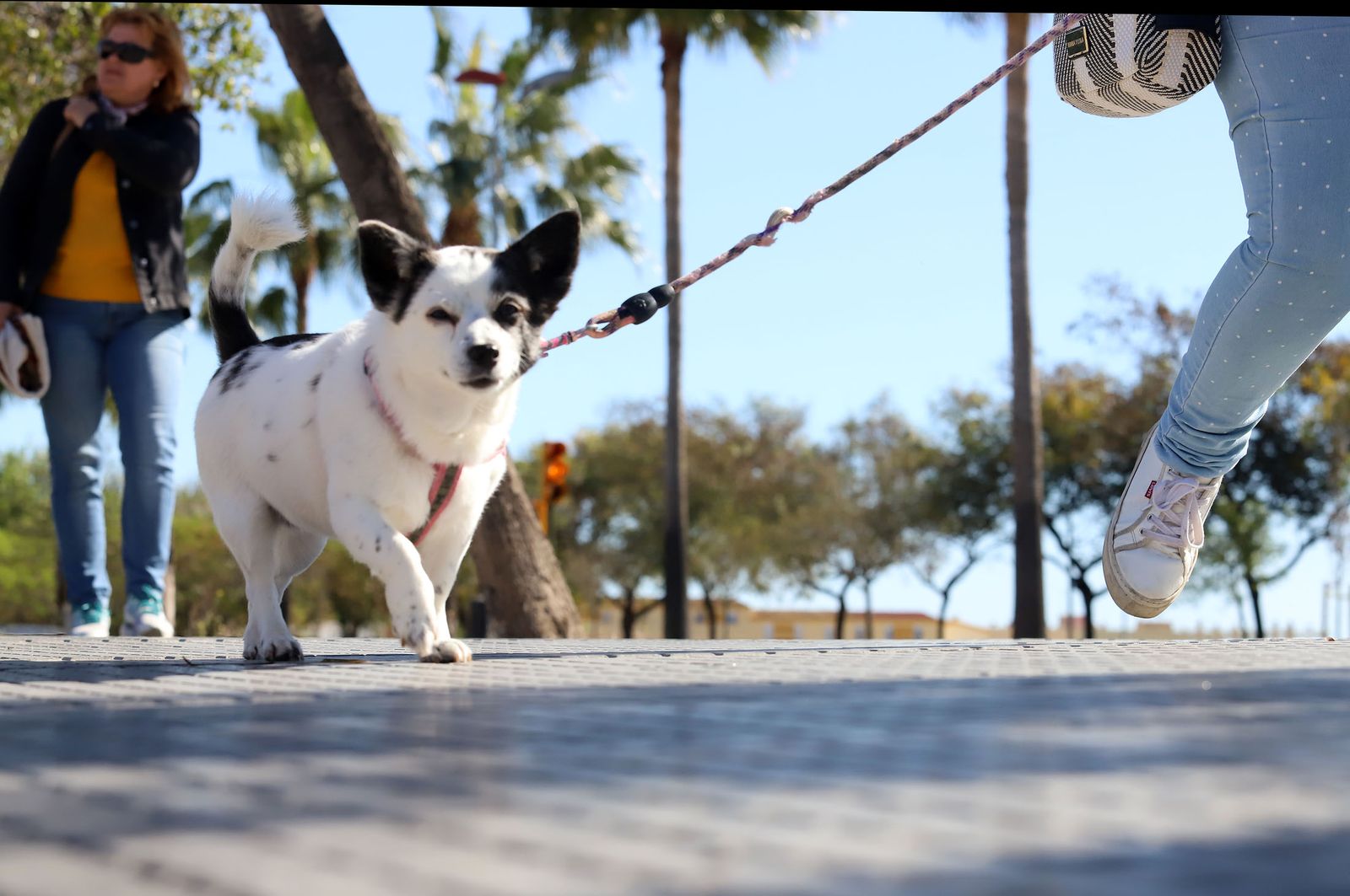 Un perro paseando por las calles de Huelva.