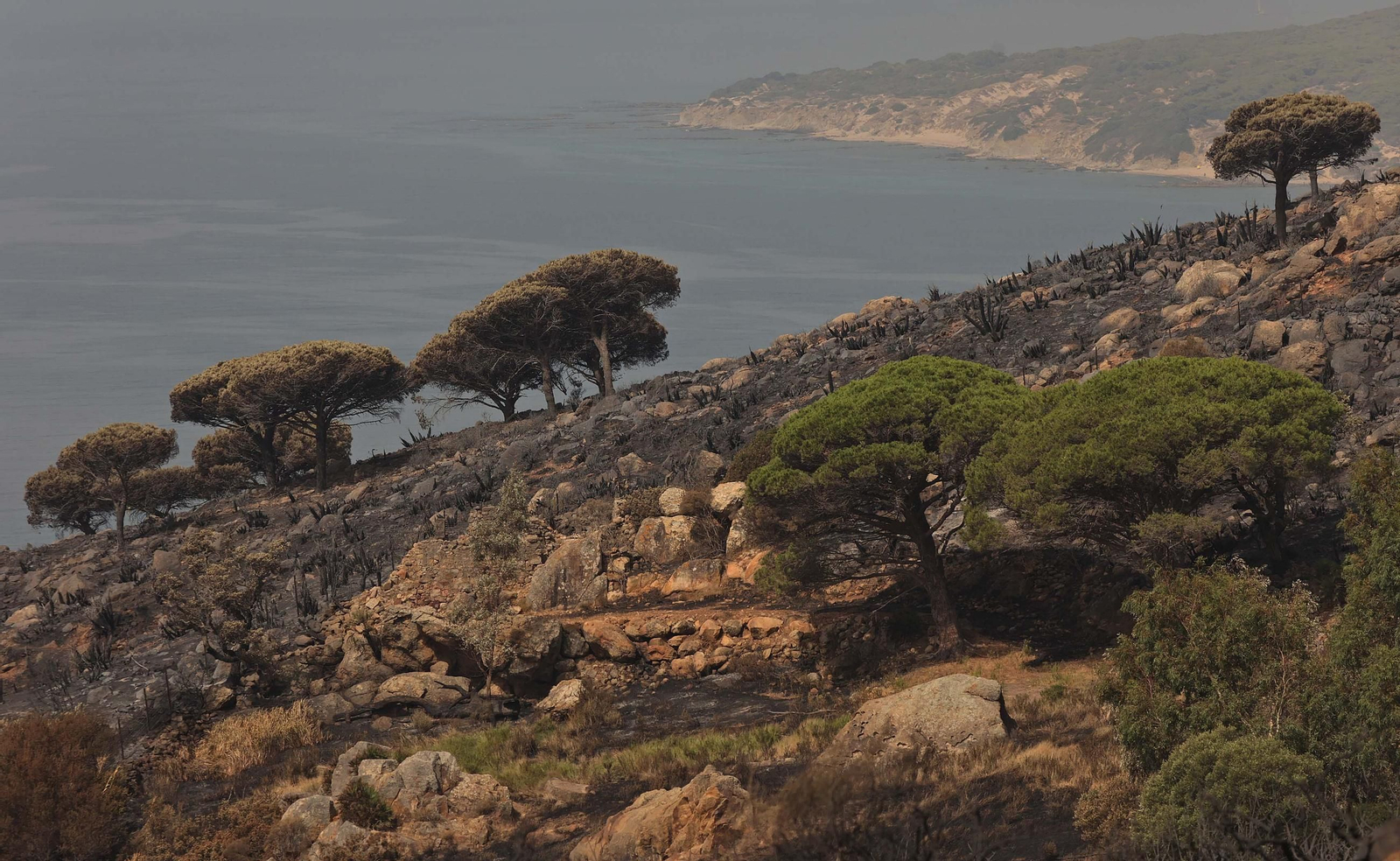 Fotos de los efectos del incendio en el monte de La Peña en Tarifa