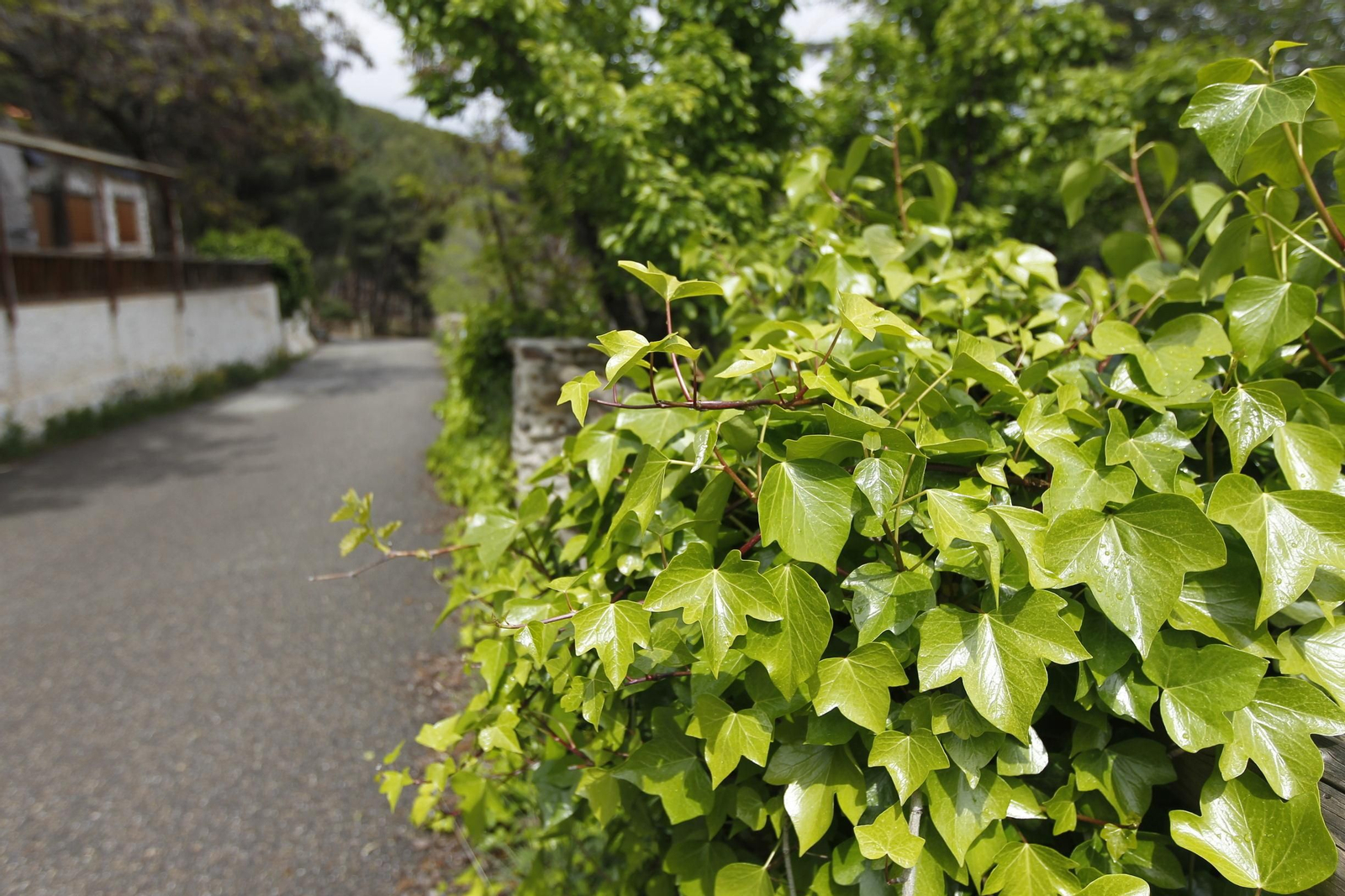 Naturaleza desconfinada. La Roza (Abrucena)