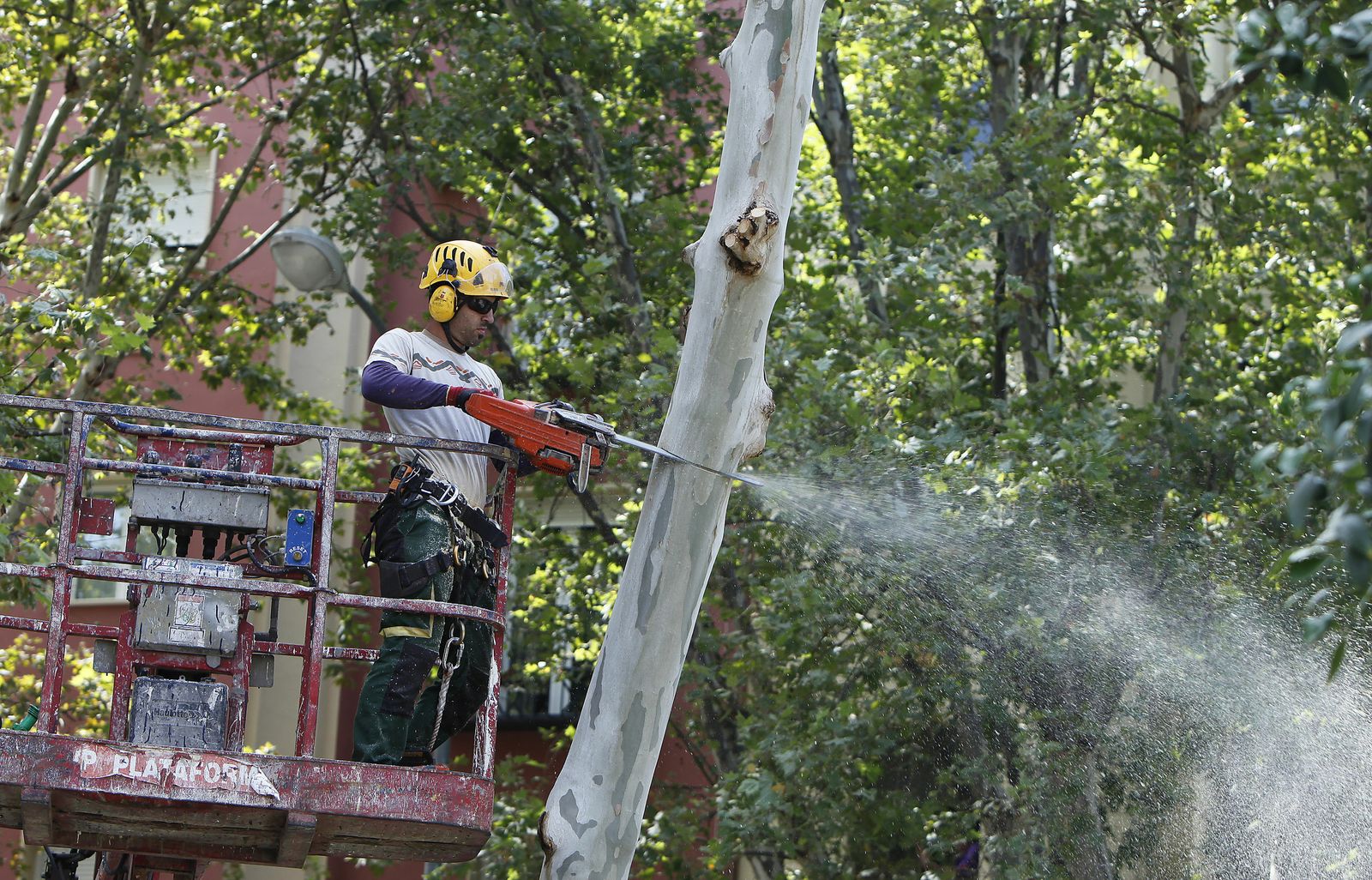 Un operario tala un árbol de gran altura.