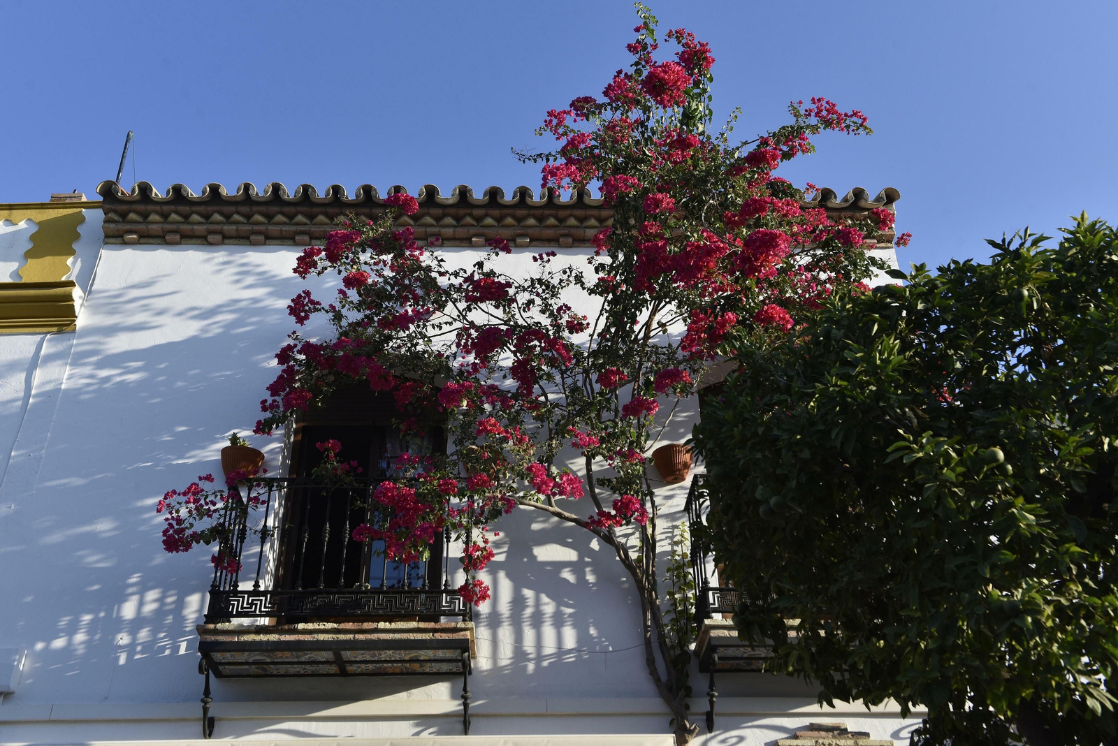 Arahal, en imágenes