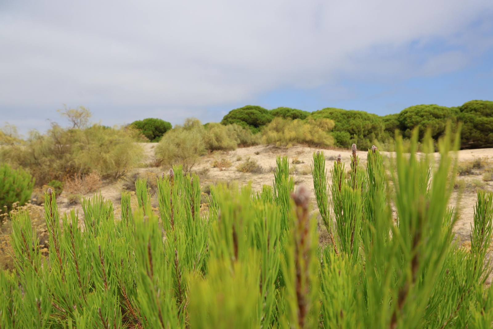 Imágenes de la diversa vegetación de las Dunas del Portil