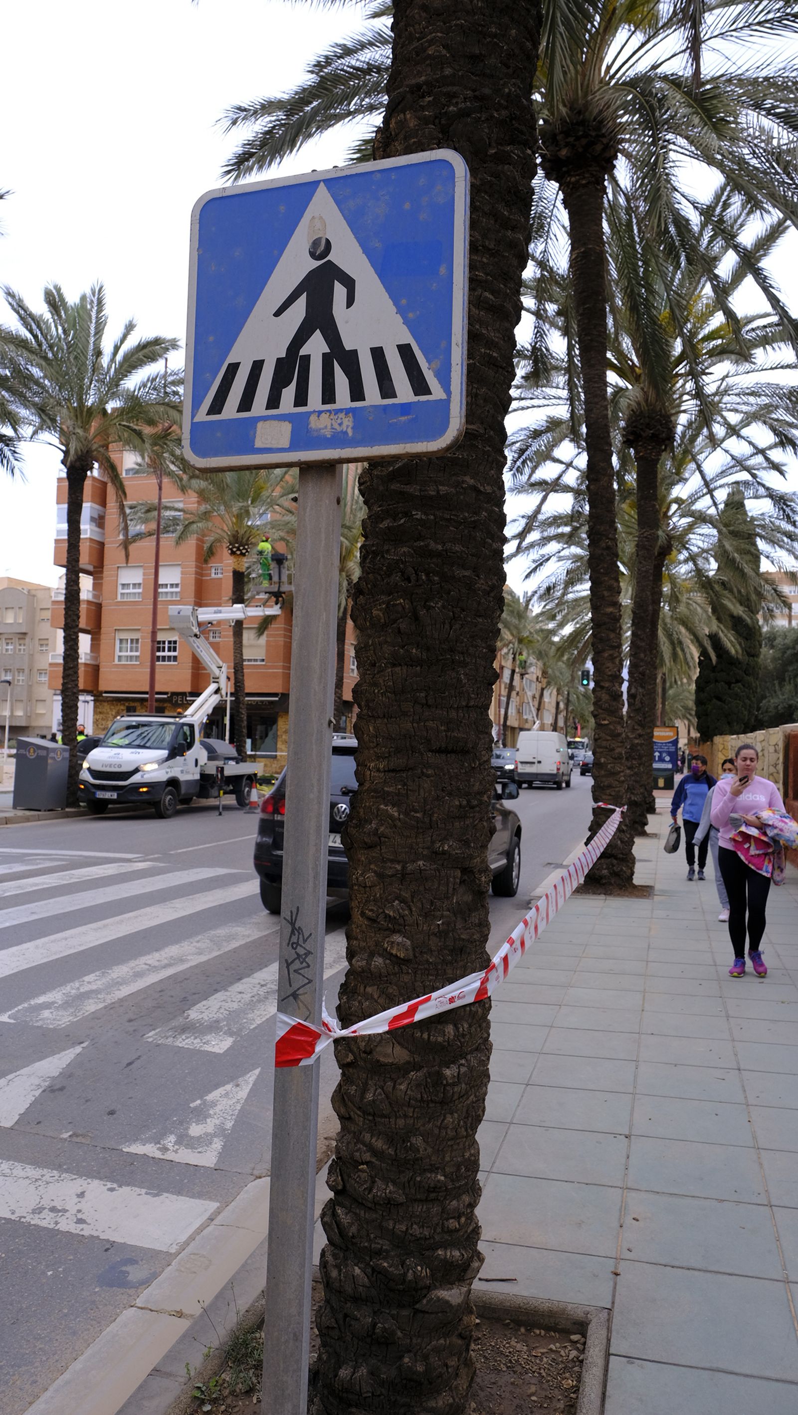 Fotogalería de la poda e inspección de las palmeras de la Avenida Cabo de Gata. Almería.