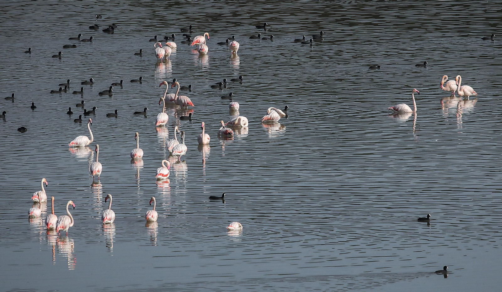 La Laguna de Medina, un paraíso para las aves