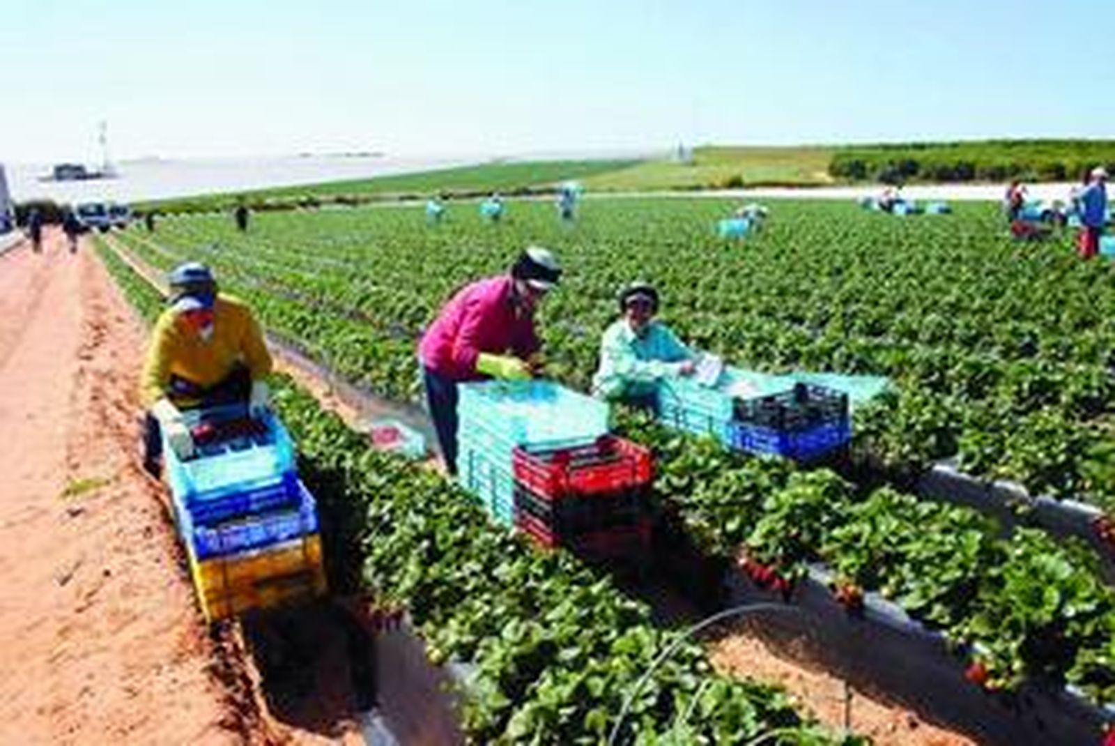 Trabajadores en plena recogida de fresas en un campo de Lepe (Huelva).