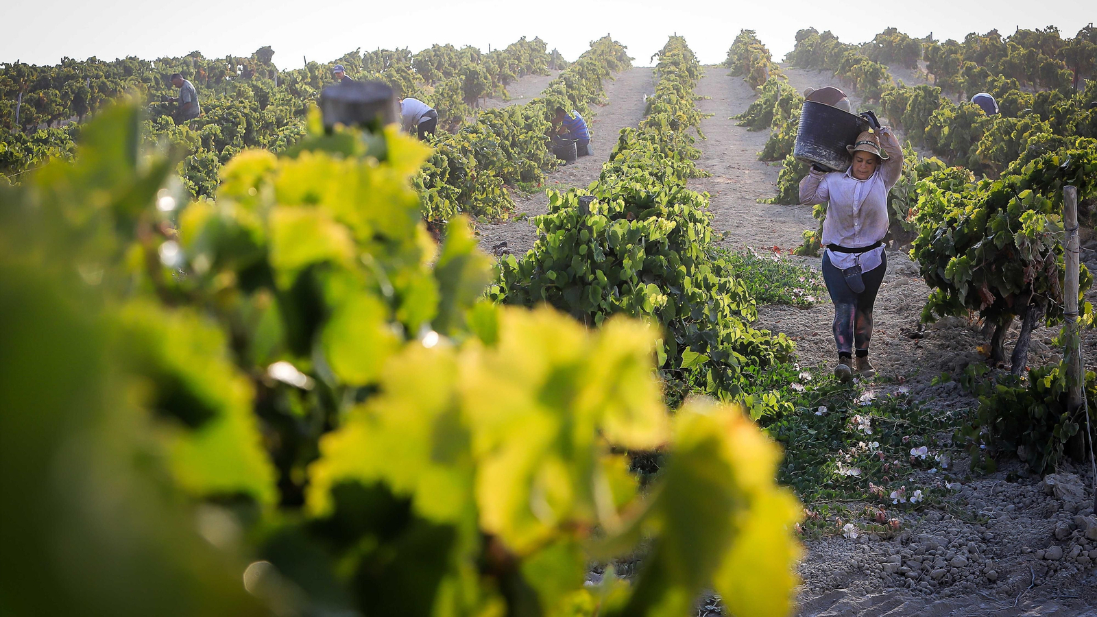 Imágenes de la vendimia de Bodega Estévez