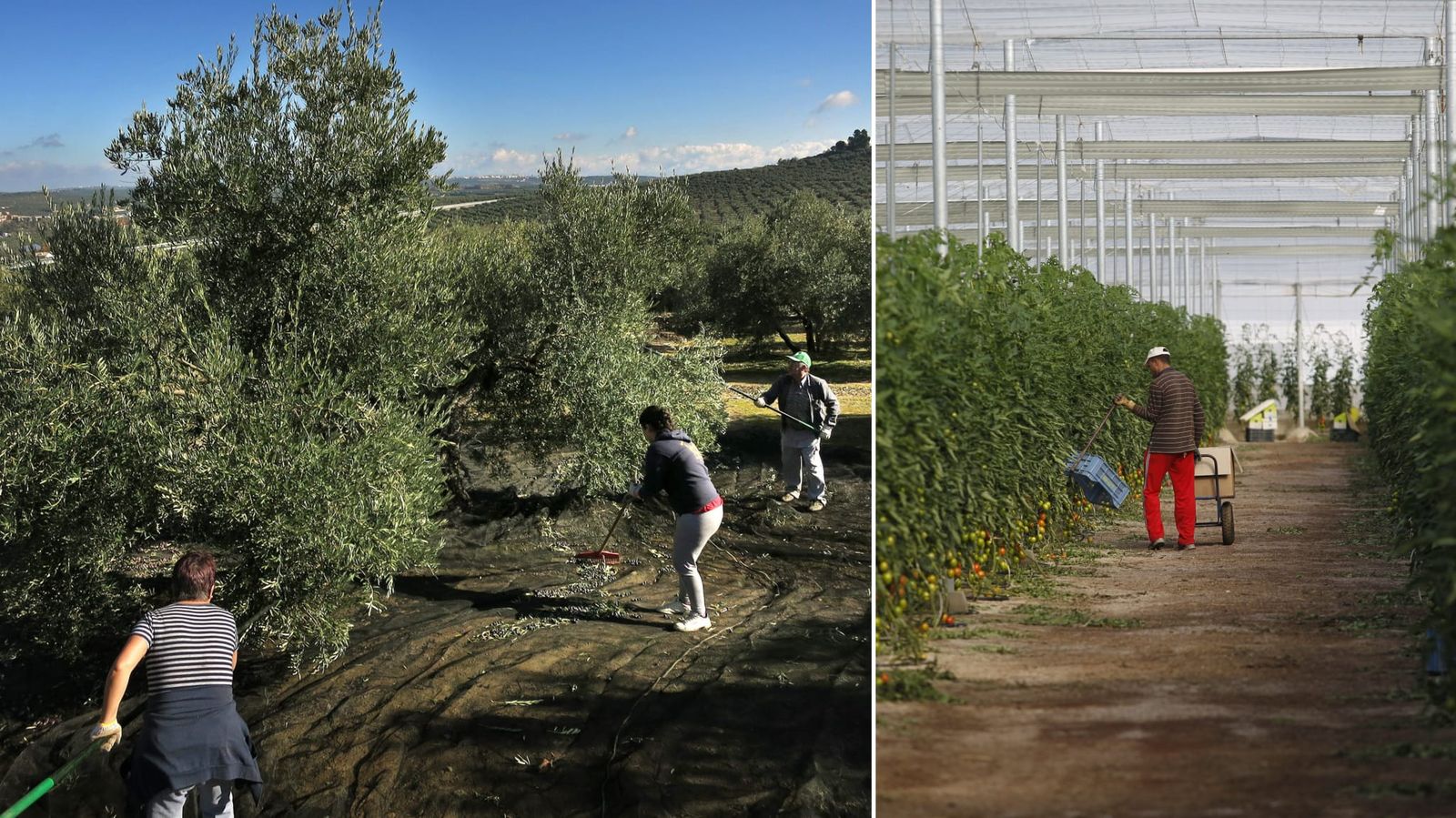 Invernaderos de Almería y olivares de Jaén, dos paisajes productivos distintos que ayudan a entender las diferentes trayectorias demográficas de ambas provincias dentro de Andalucía.