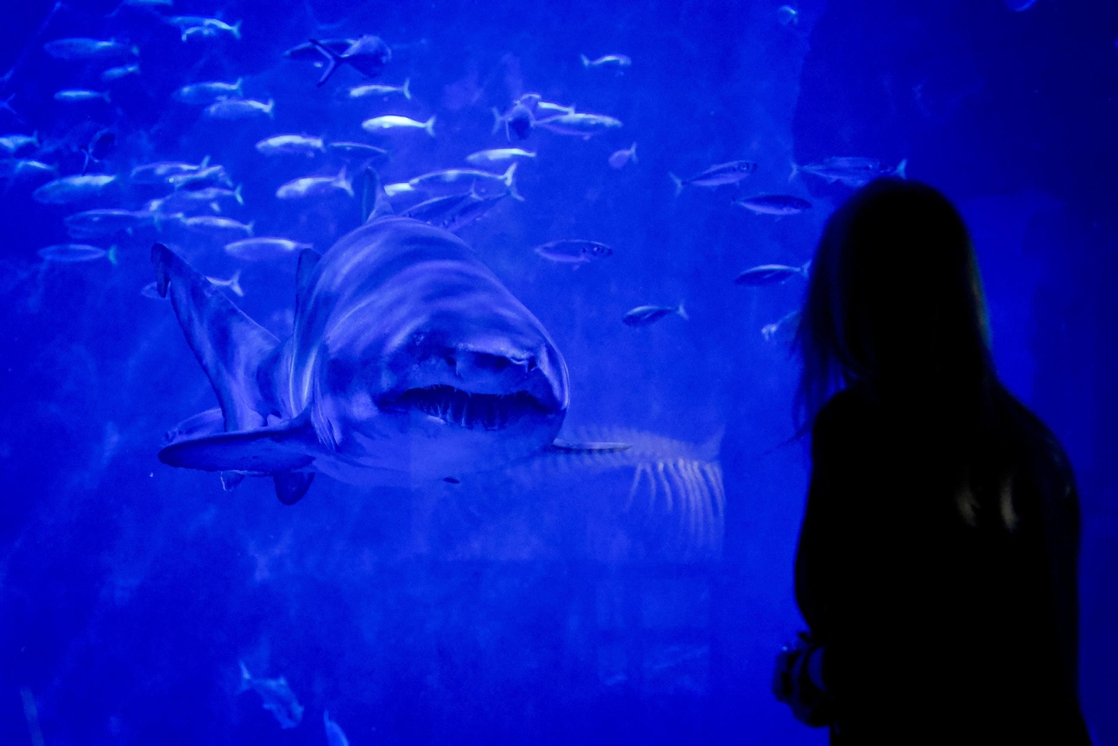 10 aniversario del Acuario de Sevilla