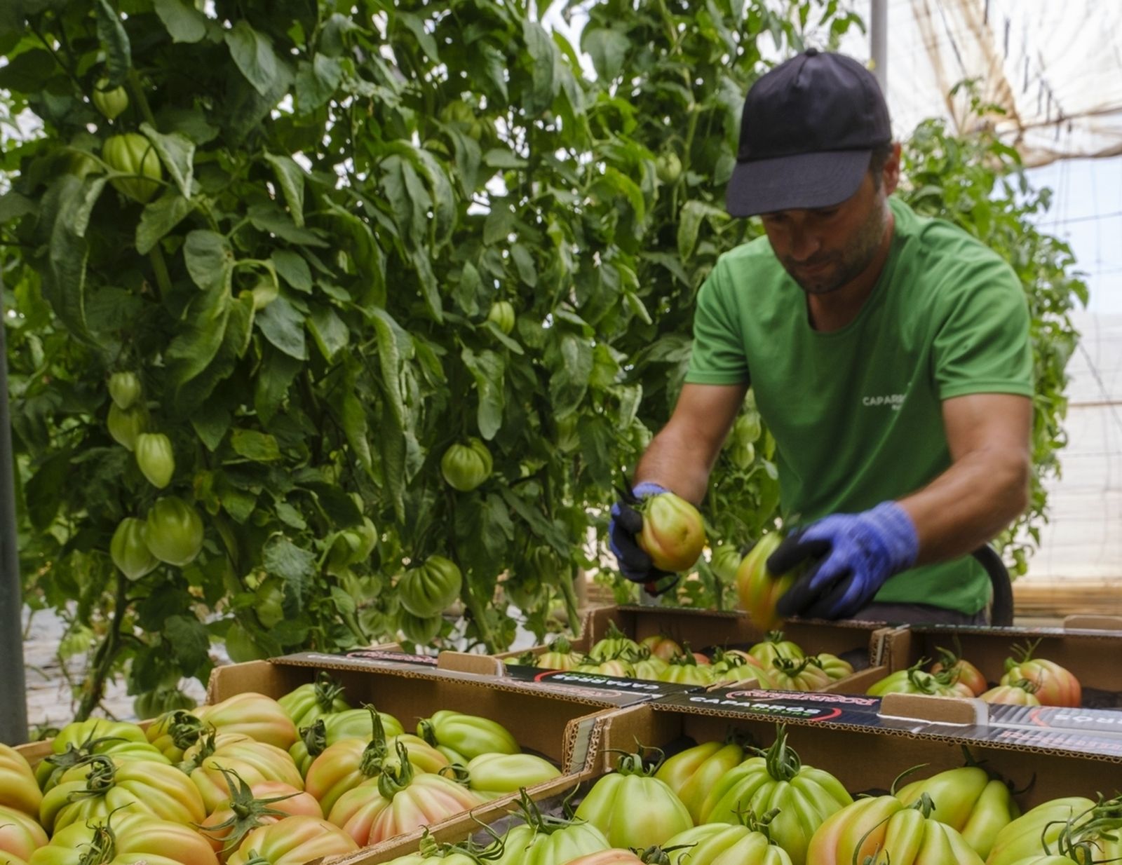 El tomate Corazón de Buey (Rosamary), un tomate asurcado, especial paras ensaladas.