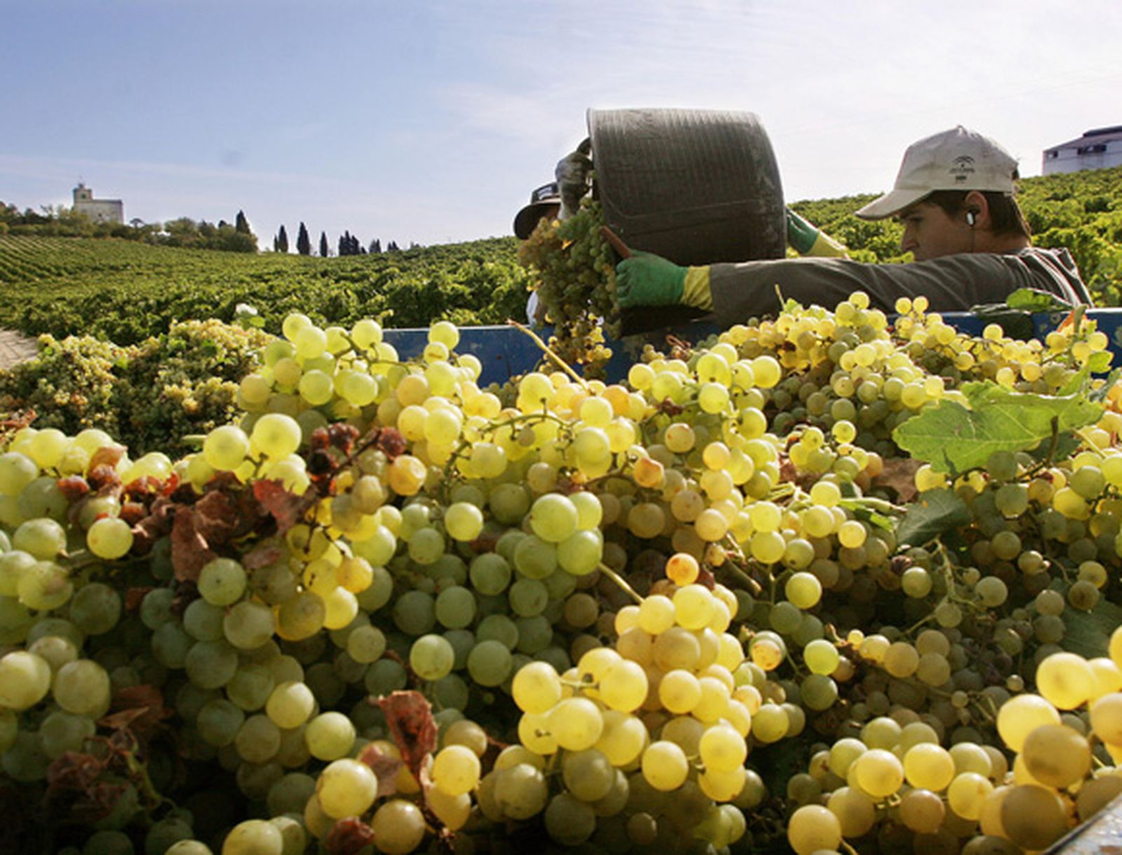 Las uvas reducen el riesgo de padecer enfermedades cardiacas y diabetes