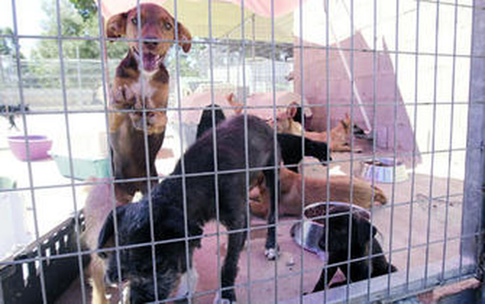 Animales en una de las perreras de la provincia.