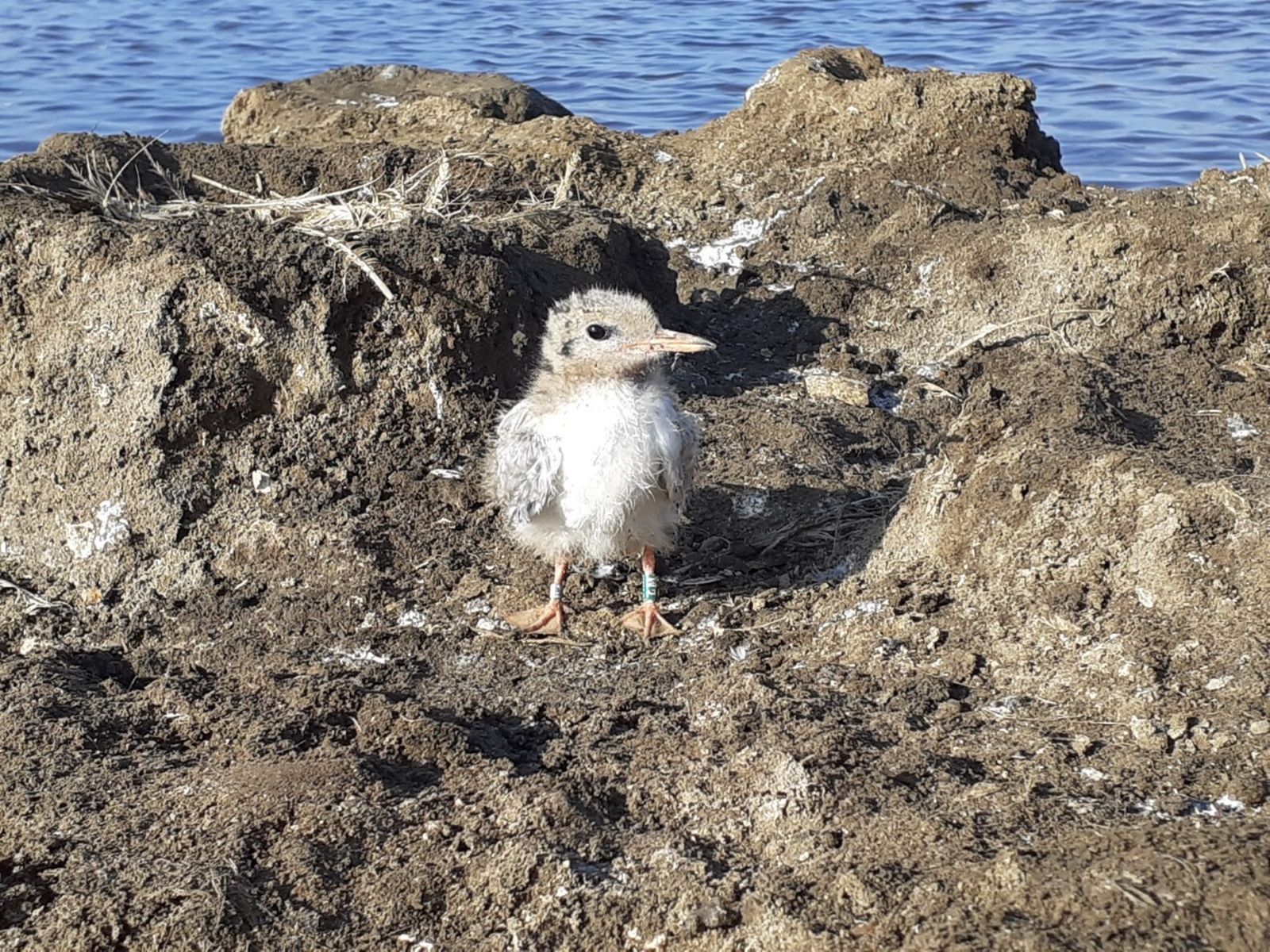 El charrán común, protagonista en el paraje Marismas del Odiel.