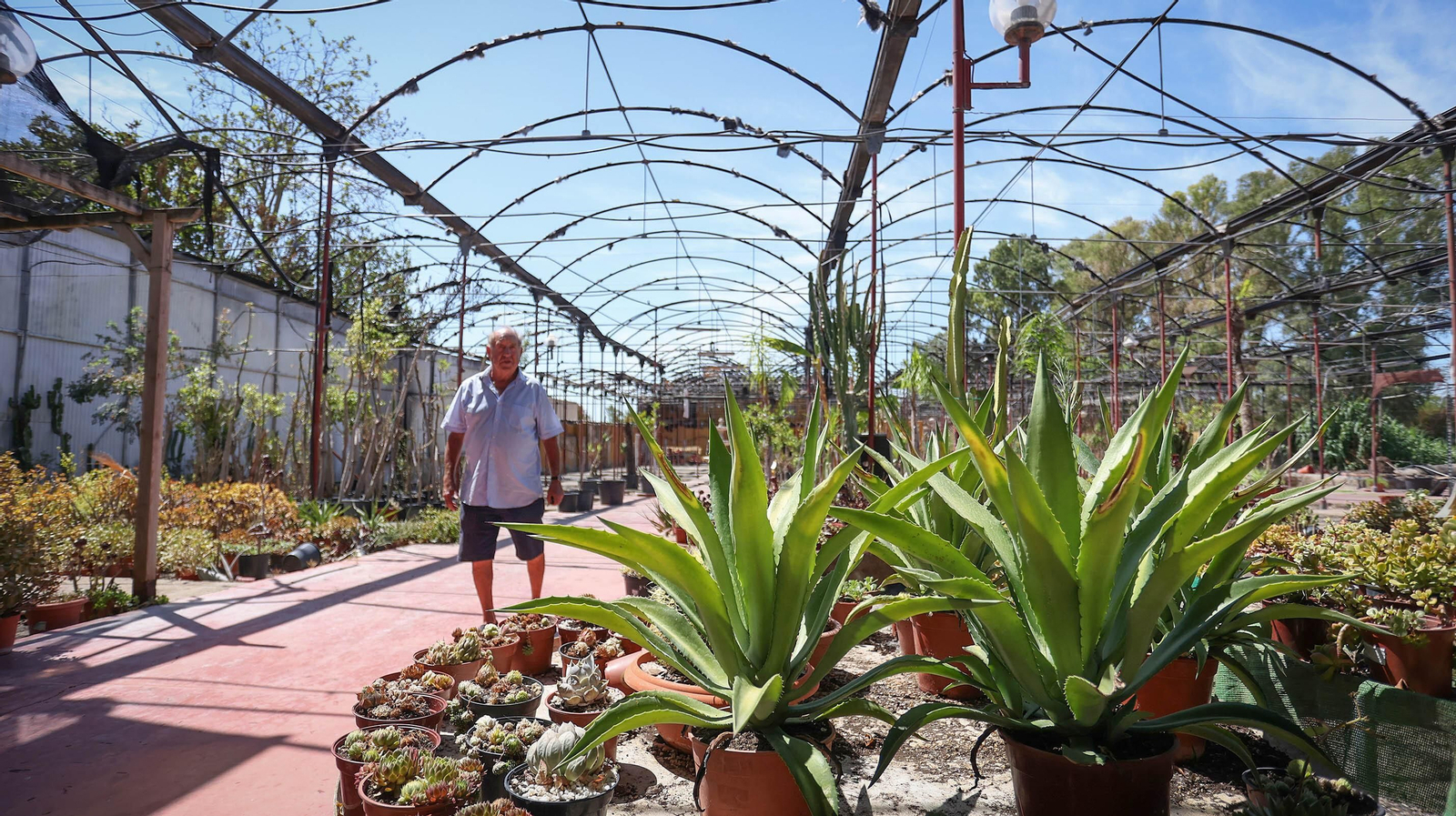 Manuel Olmedo, junto a algunas de las plantas que han recuperado.