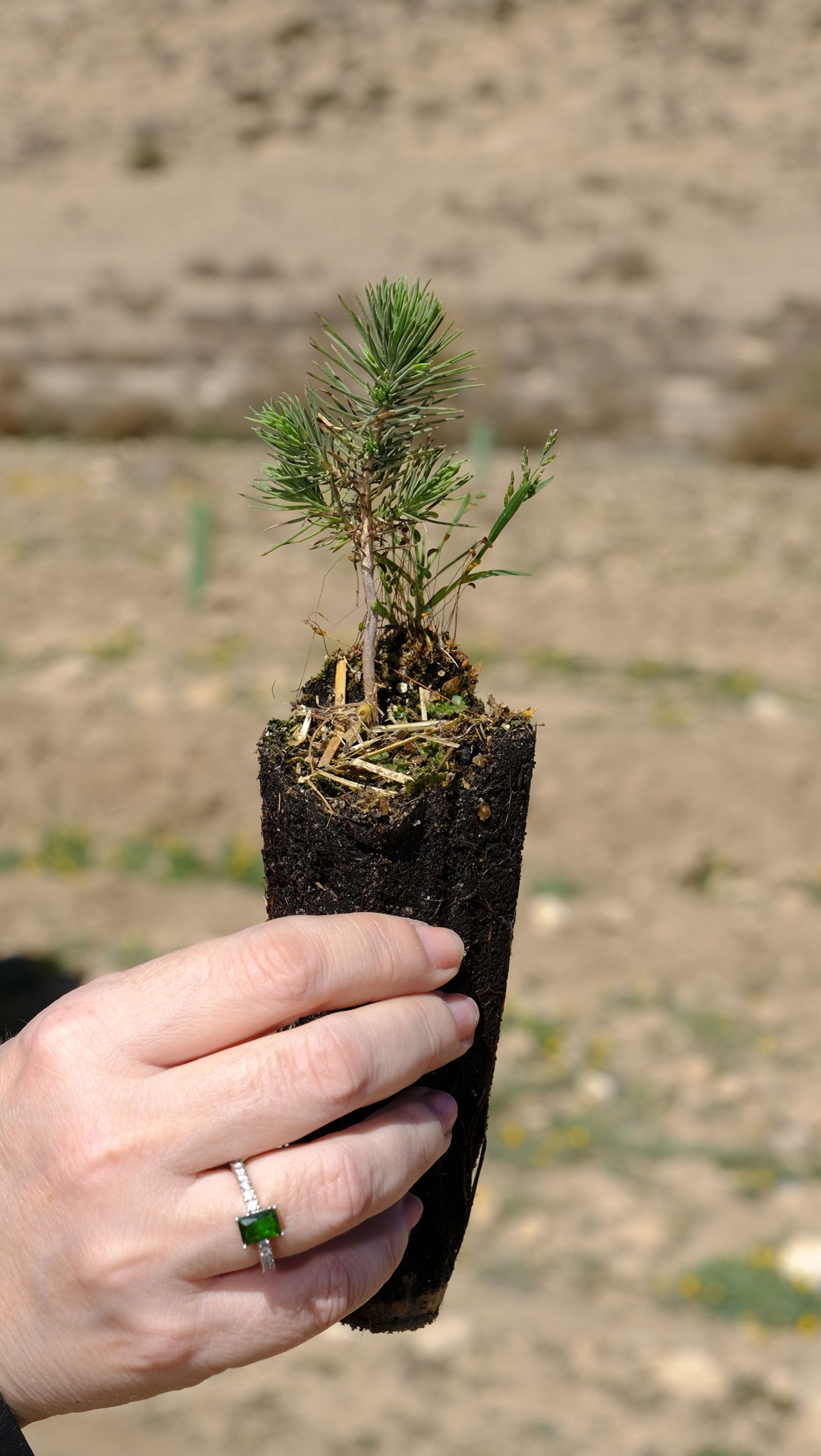 Cajamar pone 'la primera planta' para la reforestación de Sierra María-Los Vélez