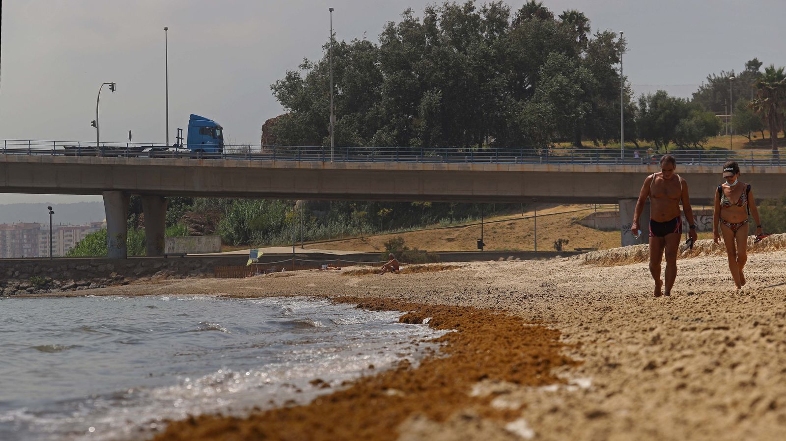 Fotos del alga invasora en El Rinconcillo