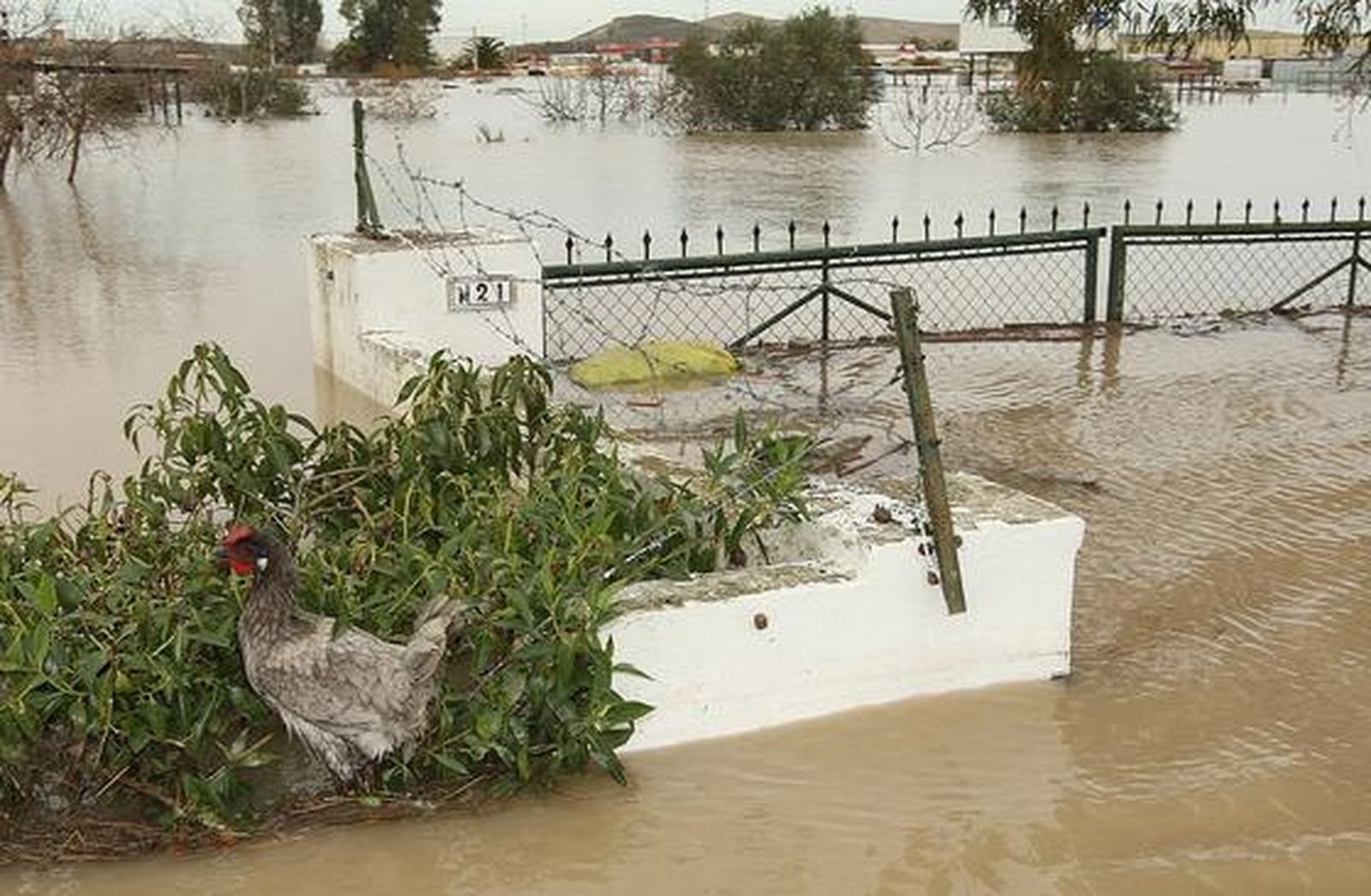 Los animales también huyen del agua.

Foto: Juan Carlos Toro