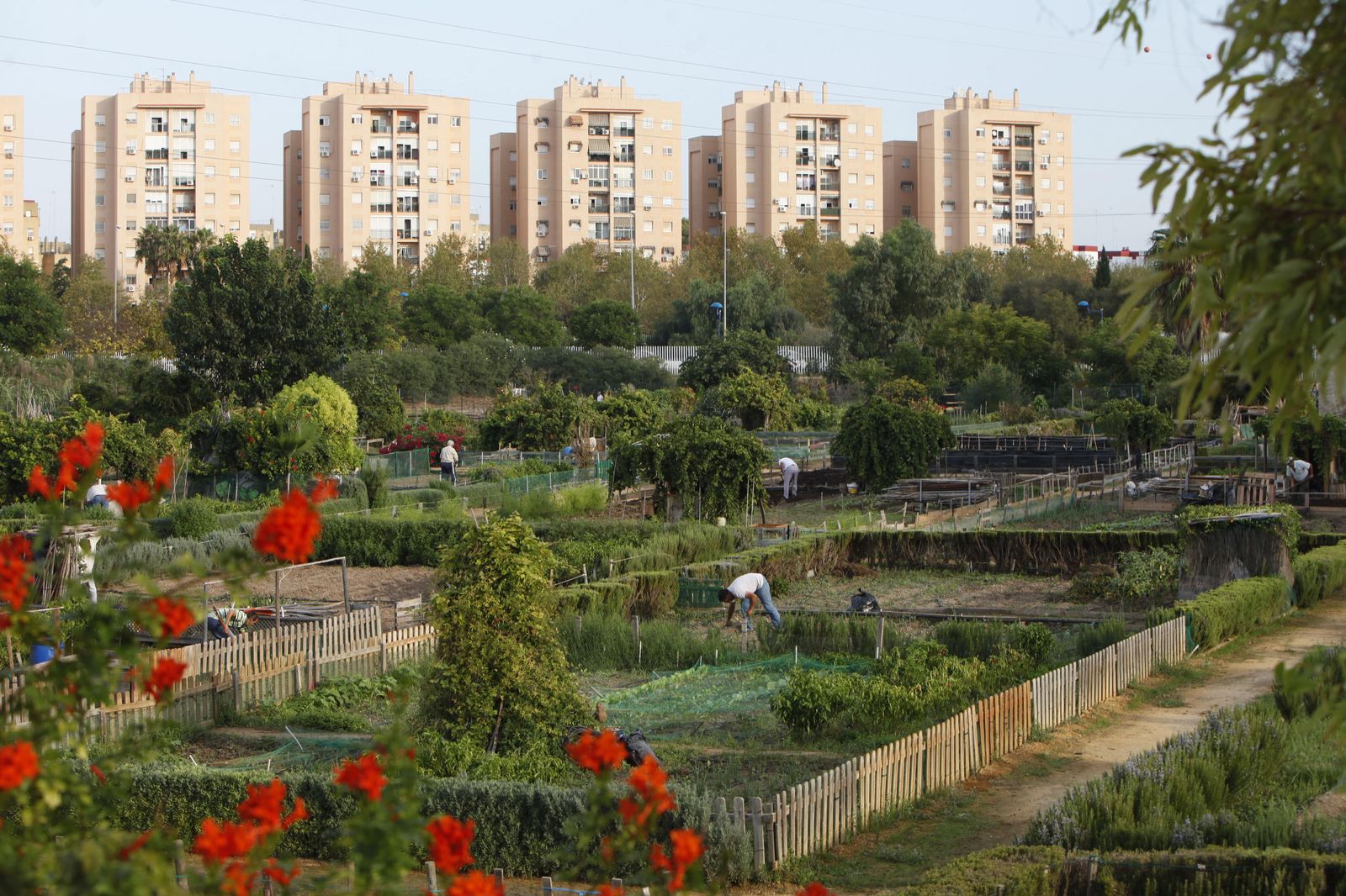 Foto de archivo de los huertos urbanos del Parque Miraflores.