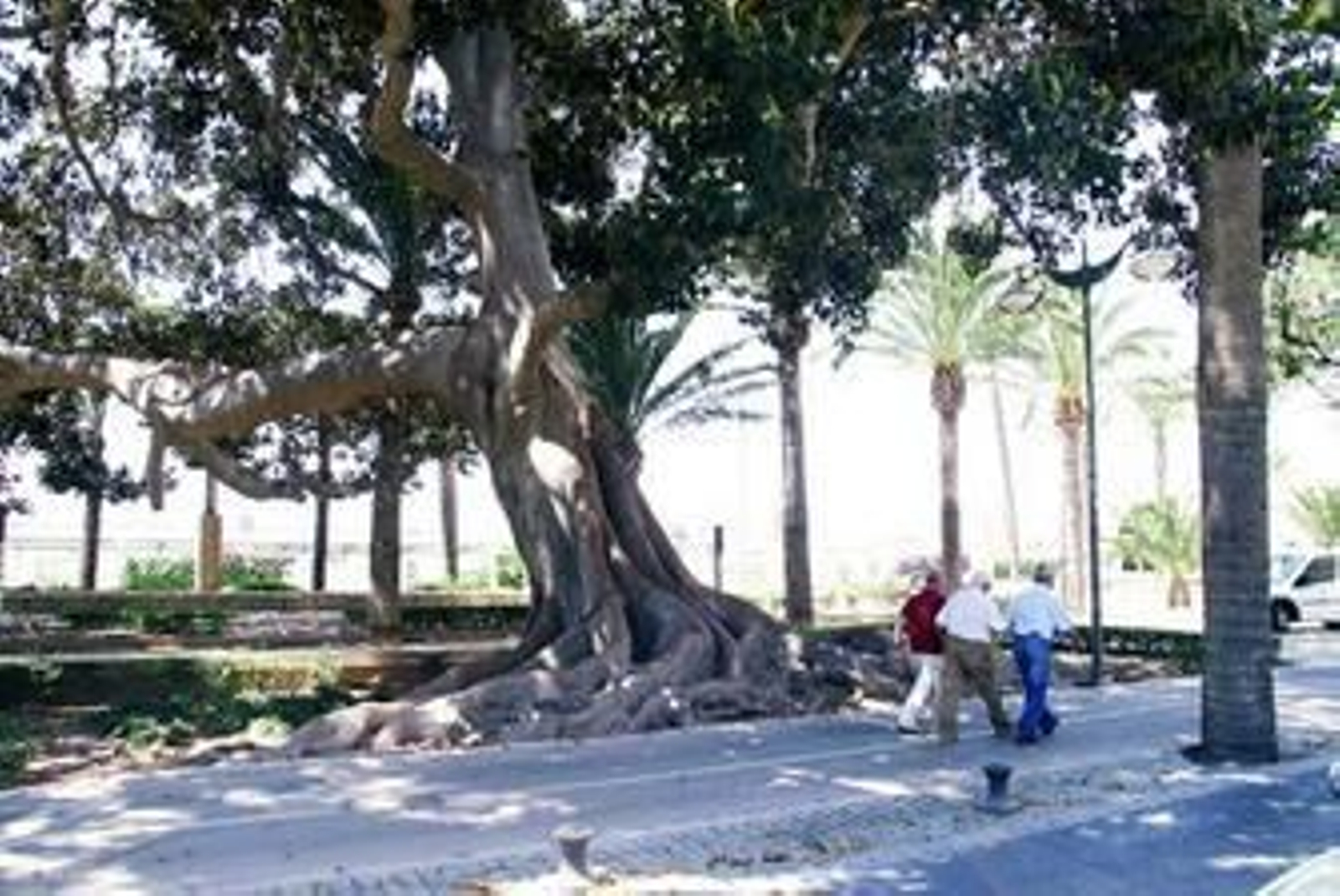 El olivo cedido por la Legión de Santa Rita.